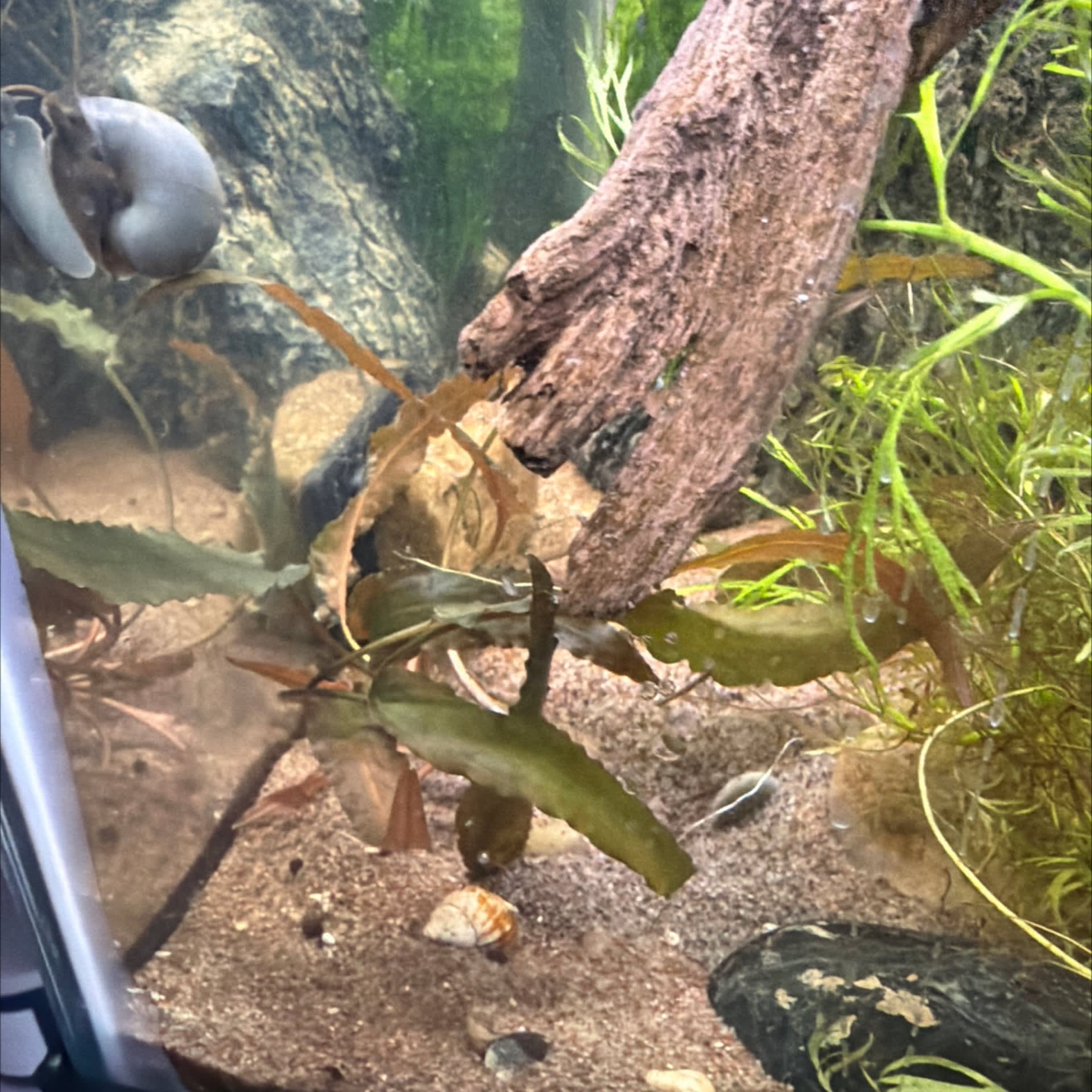 Cryptocoryne Petchii