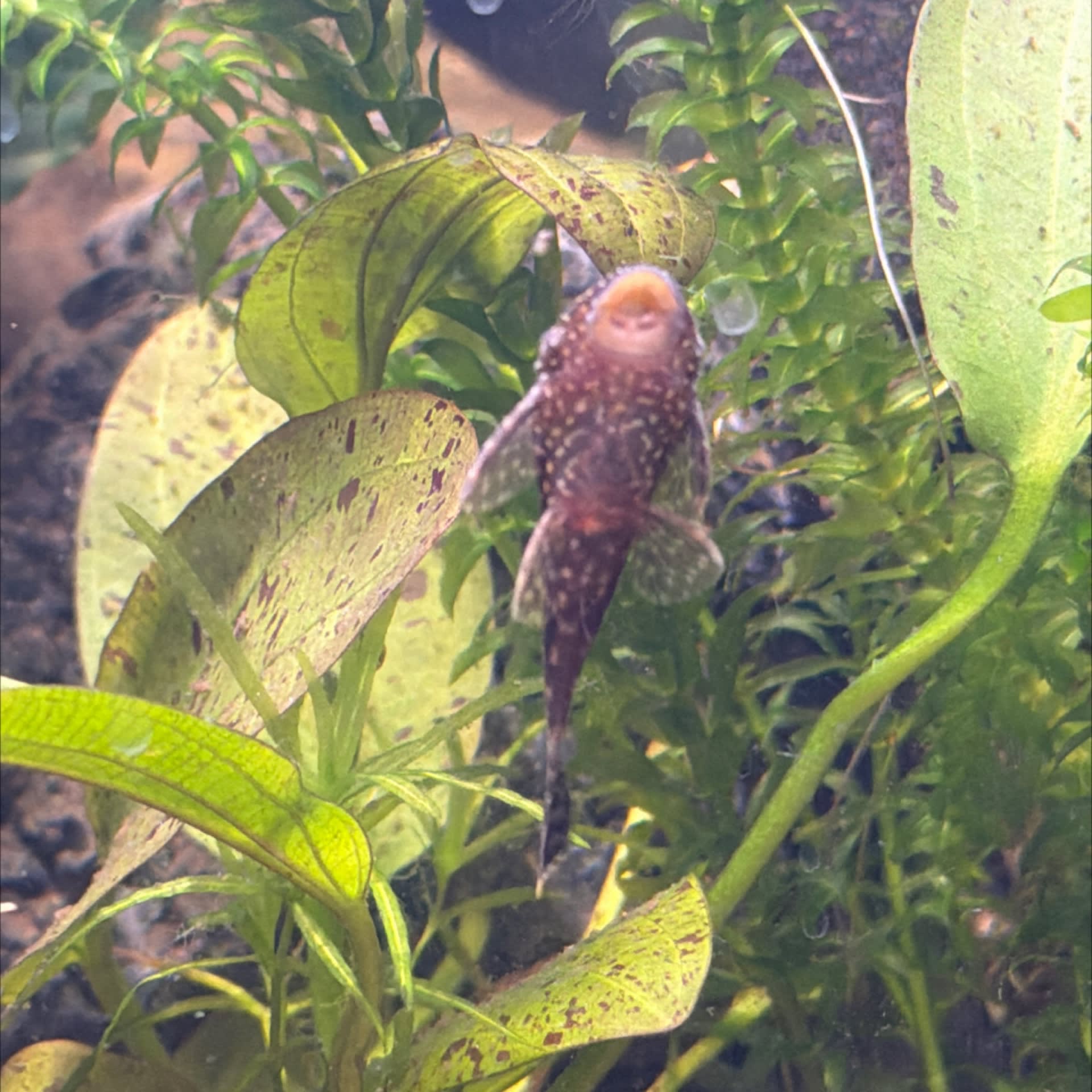 Bristlenose Pleco