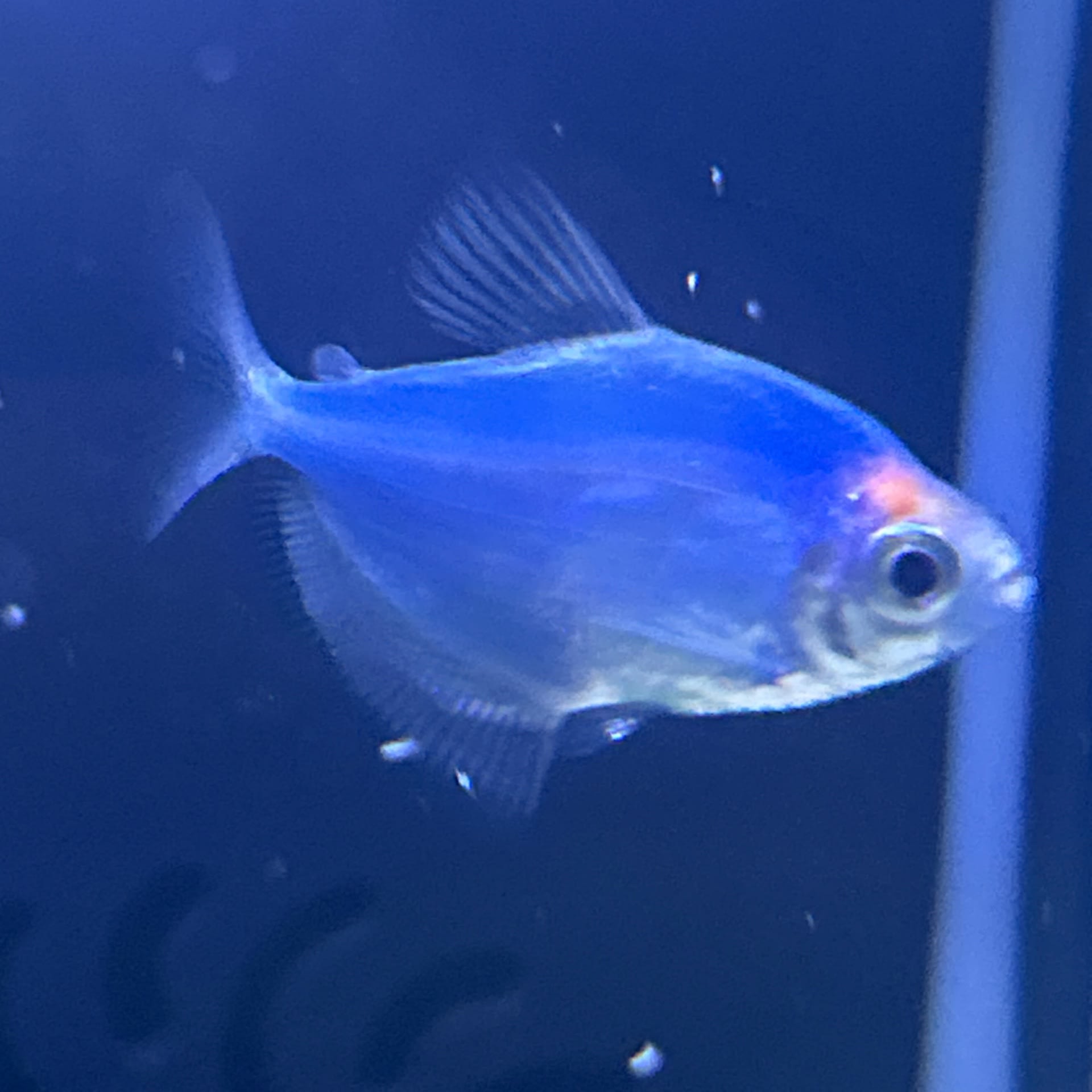 Glowlight Tetra