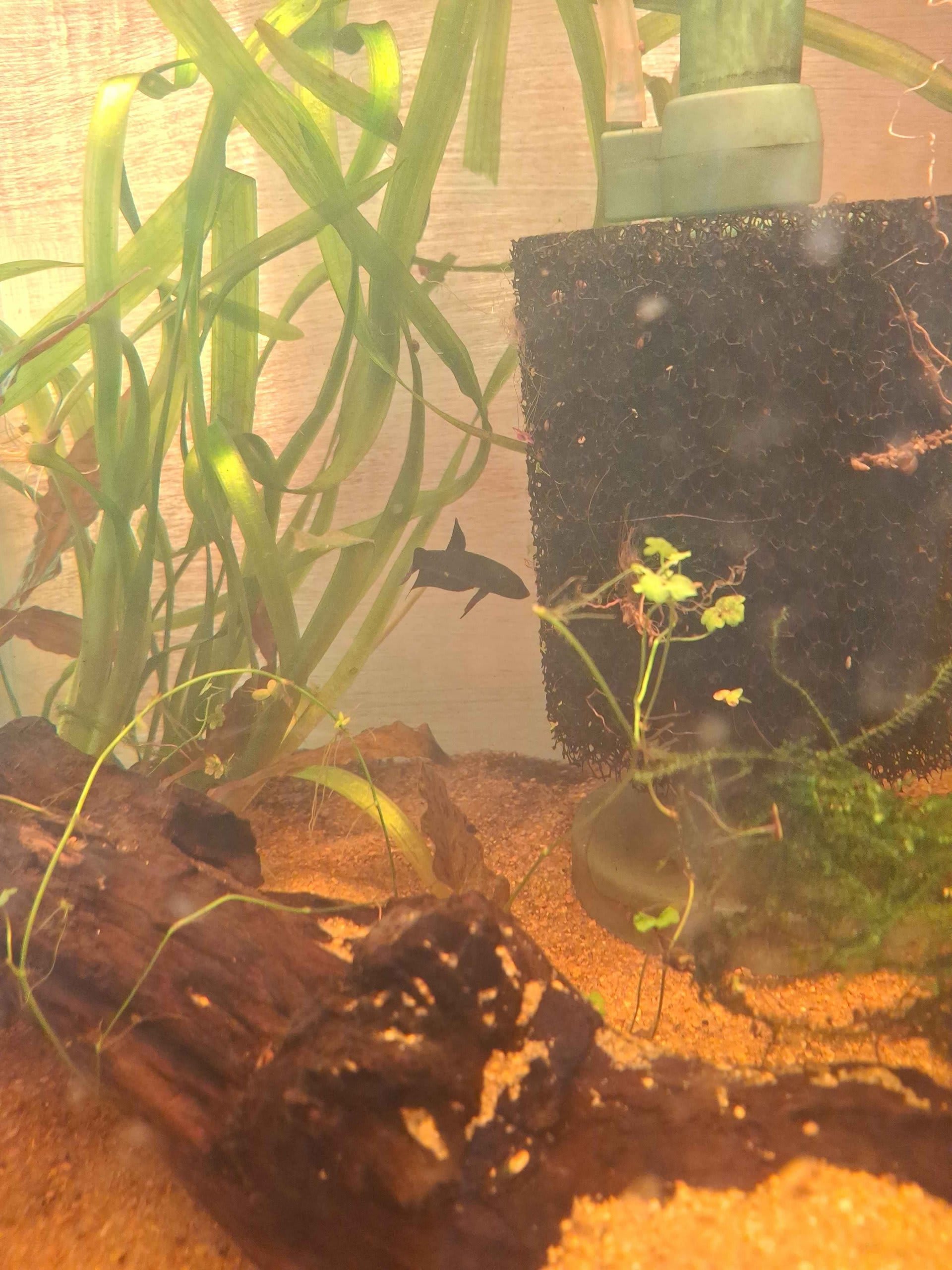 Alien Betta