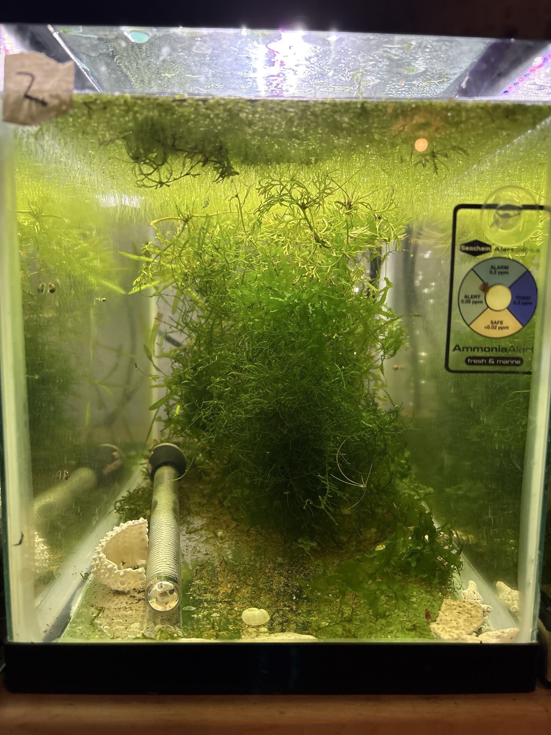 Bsmt Shrimp Low R