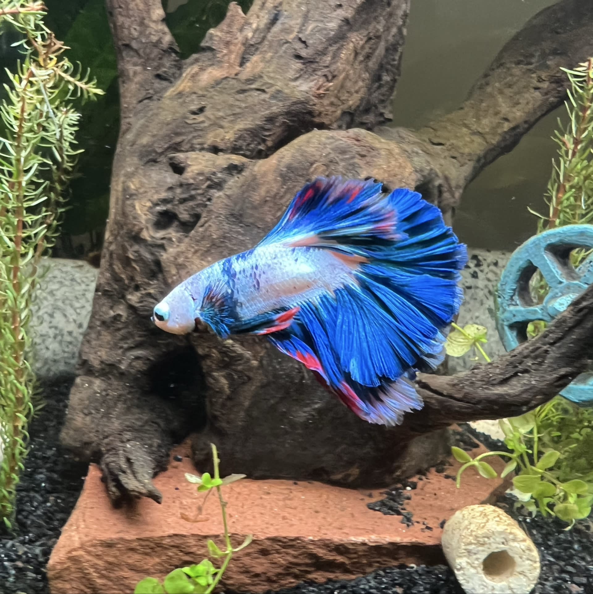 Halfmoon Betta