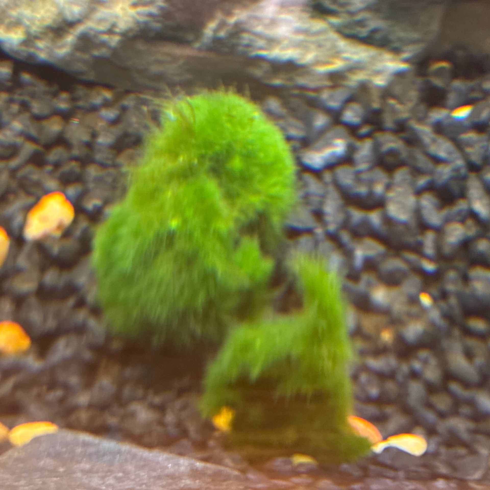 Marimo Moss Ball