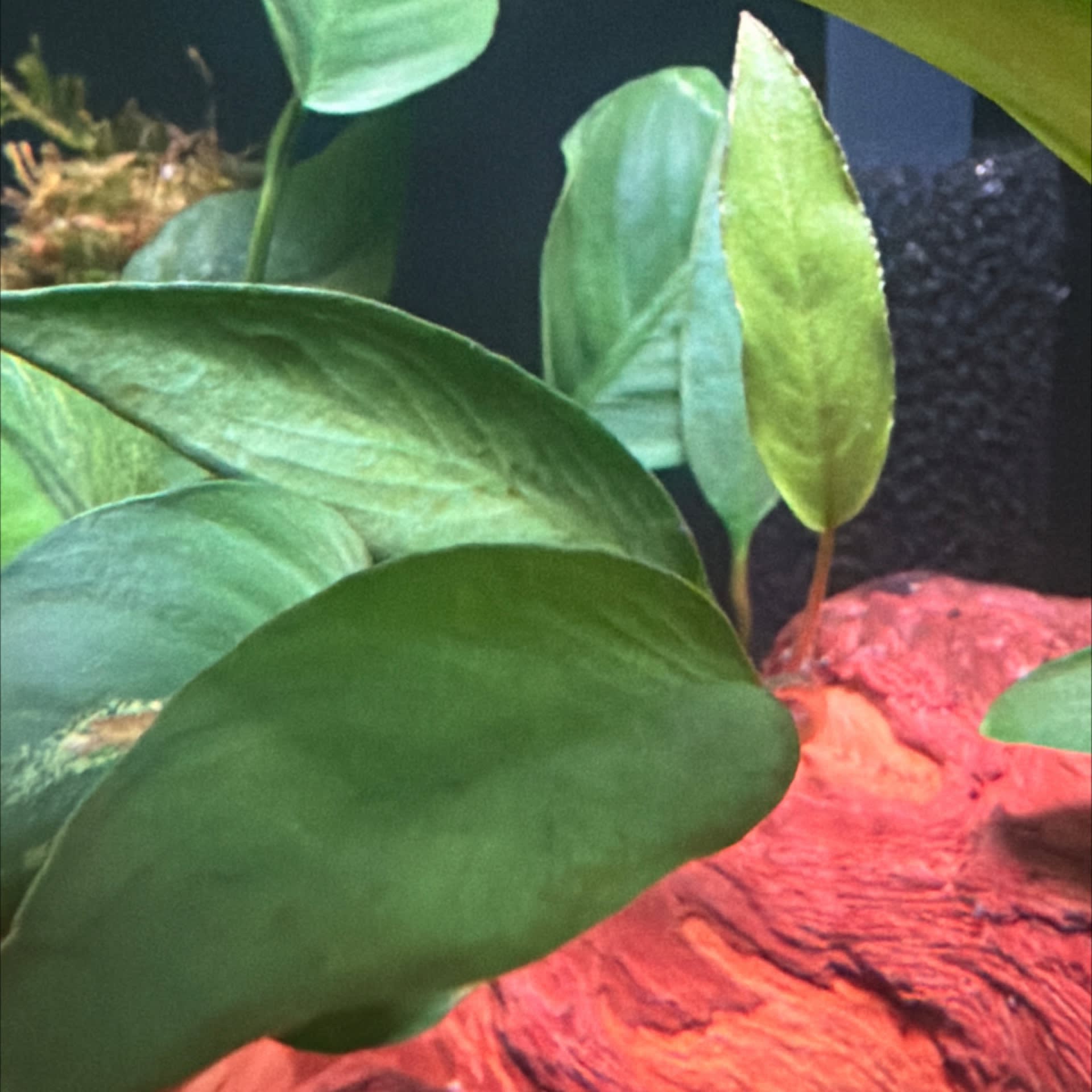 Anubias Frazeri
