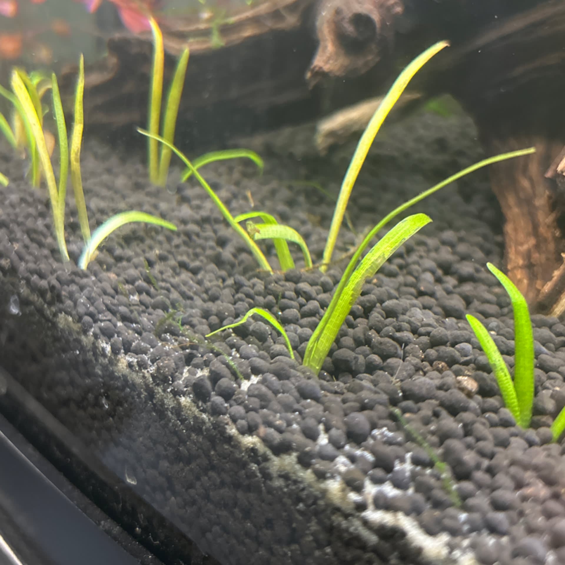 Sagittaria Subulata