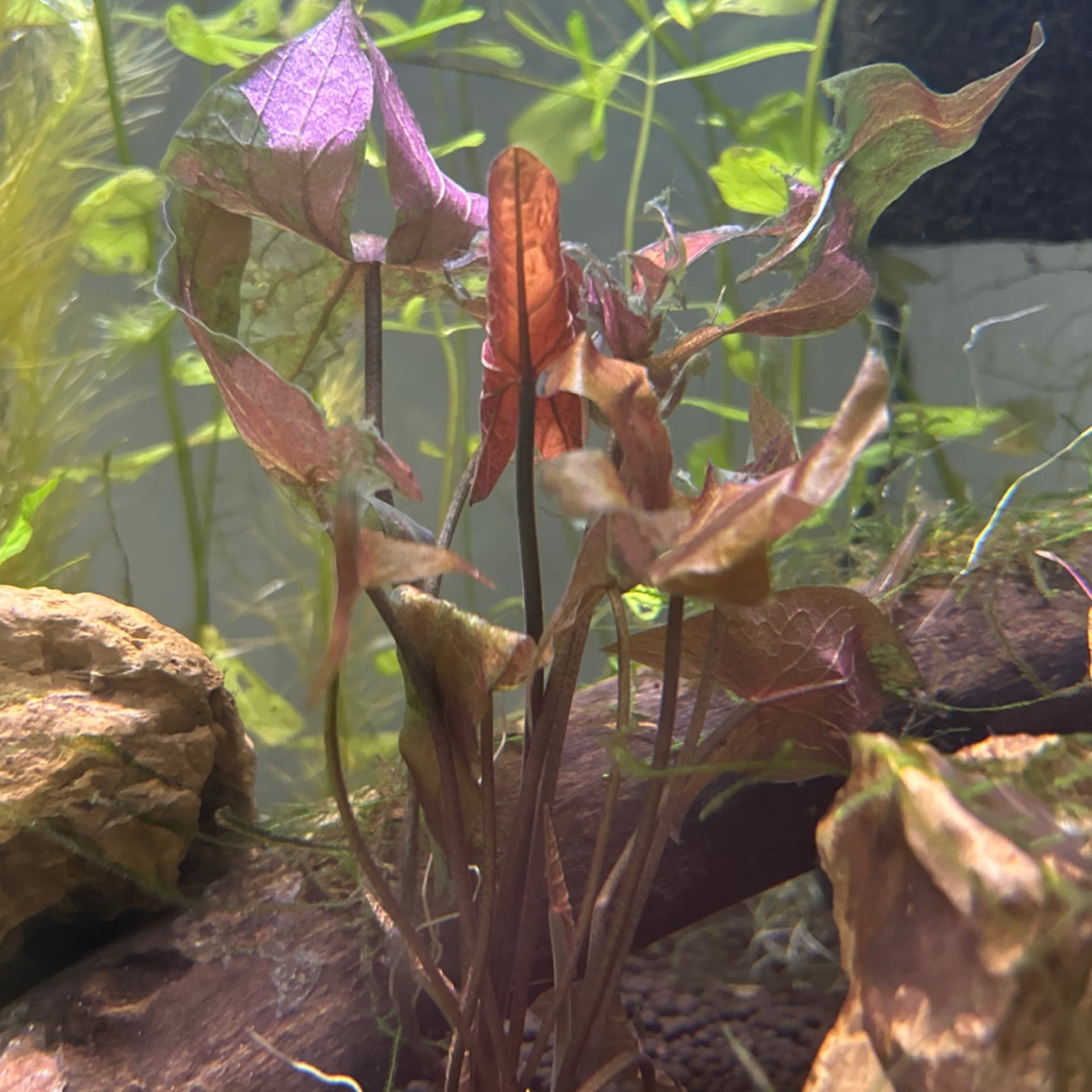 Red Tiger Lotus