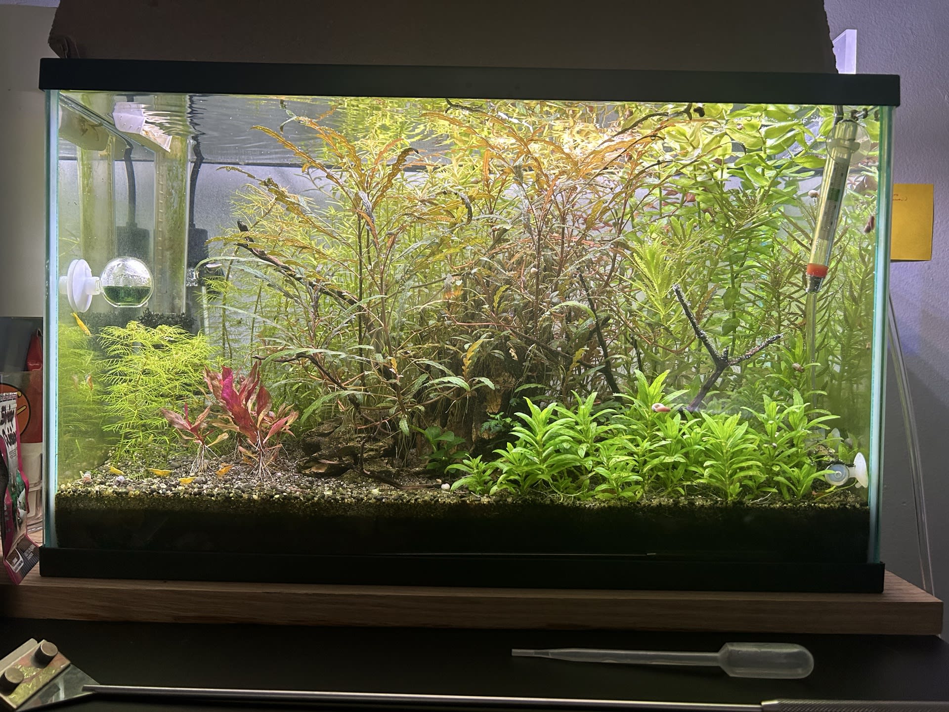 Shrimptopia