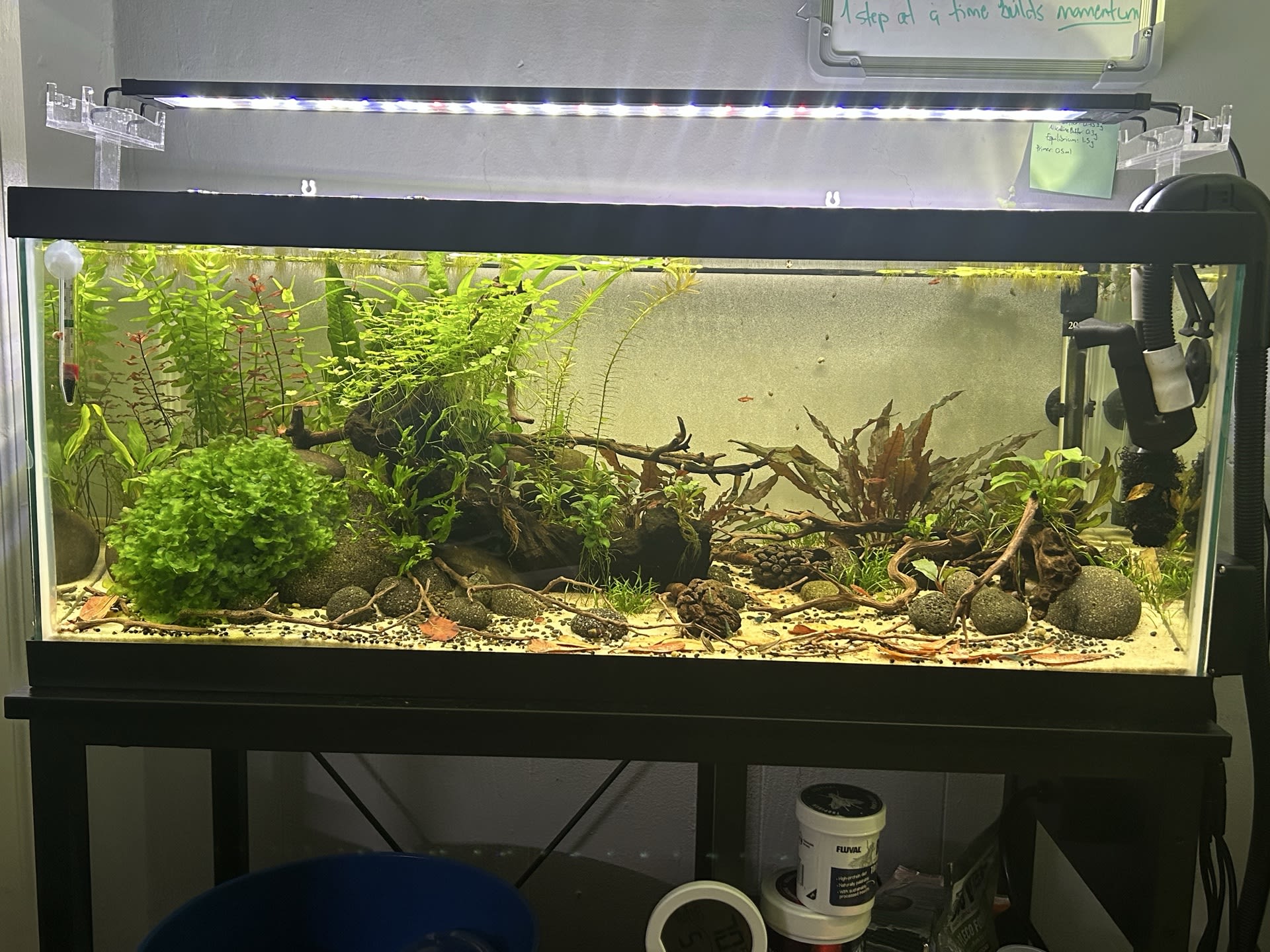 Cory cove