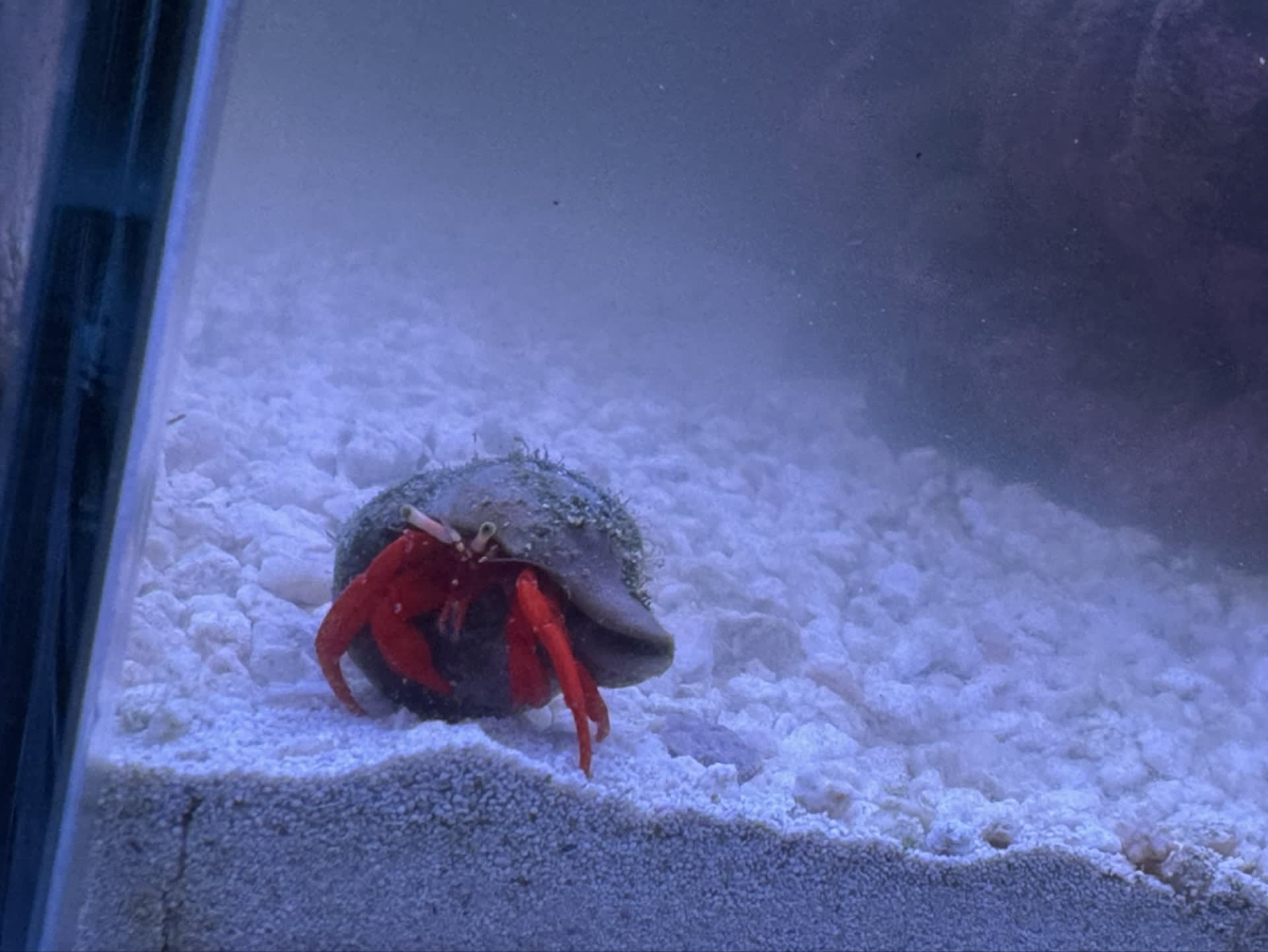 Red Leg Hermit Crab