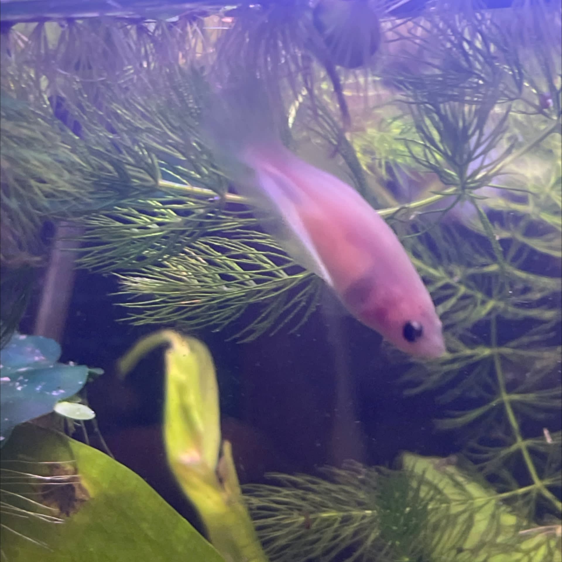 Betta