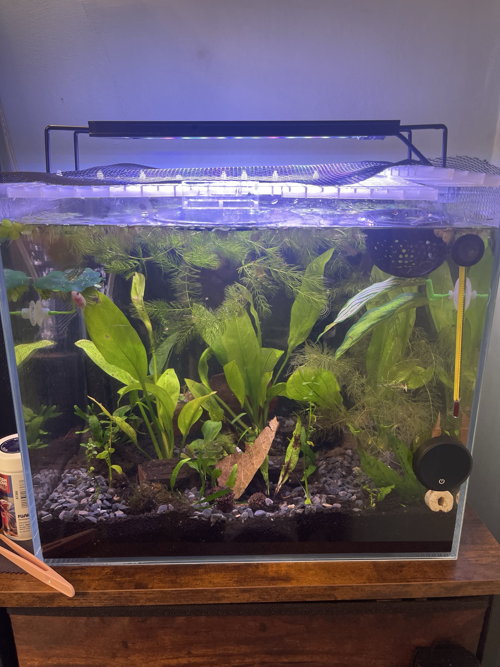 Amazon Sword Jungle