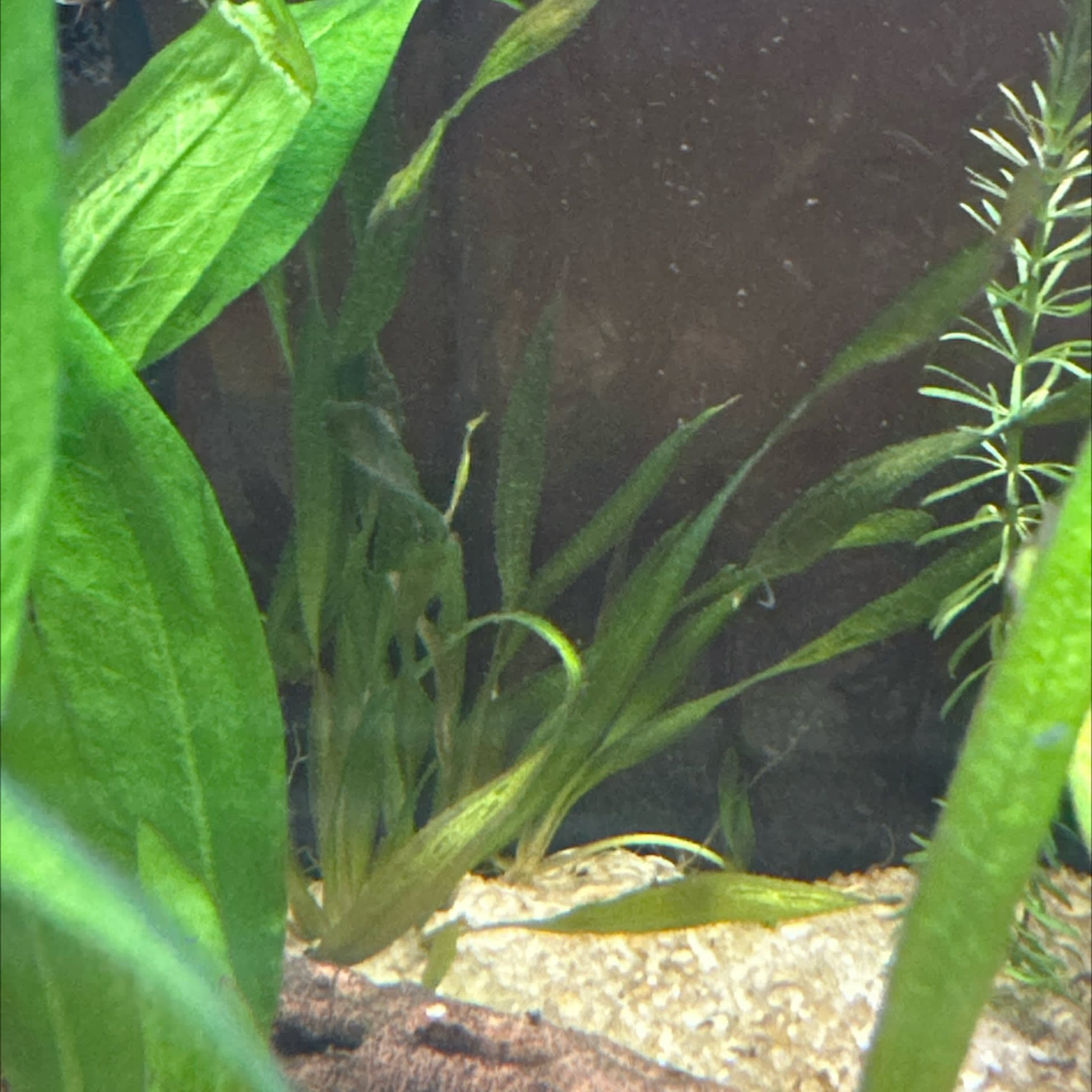 Vallisneria Spiralis