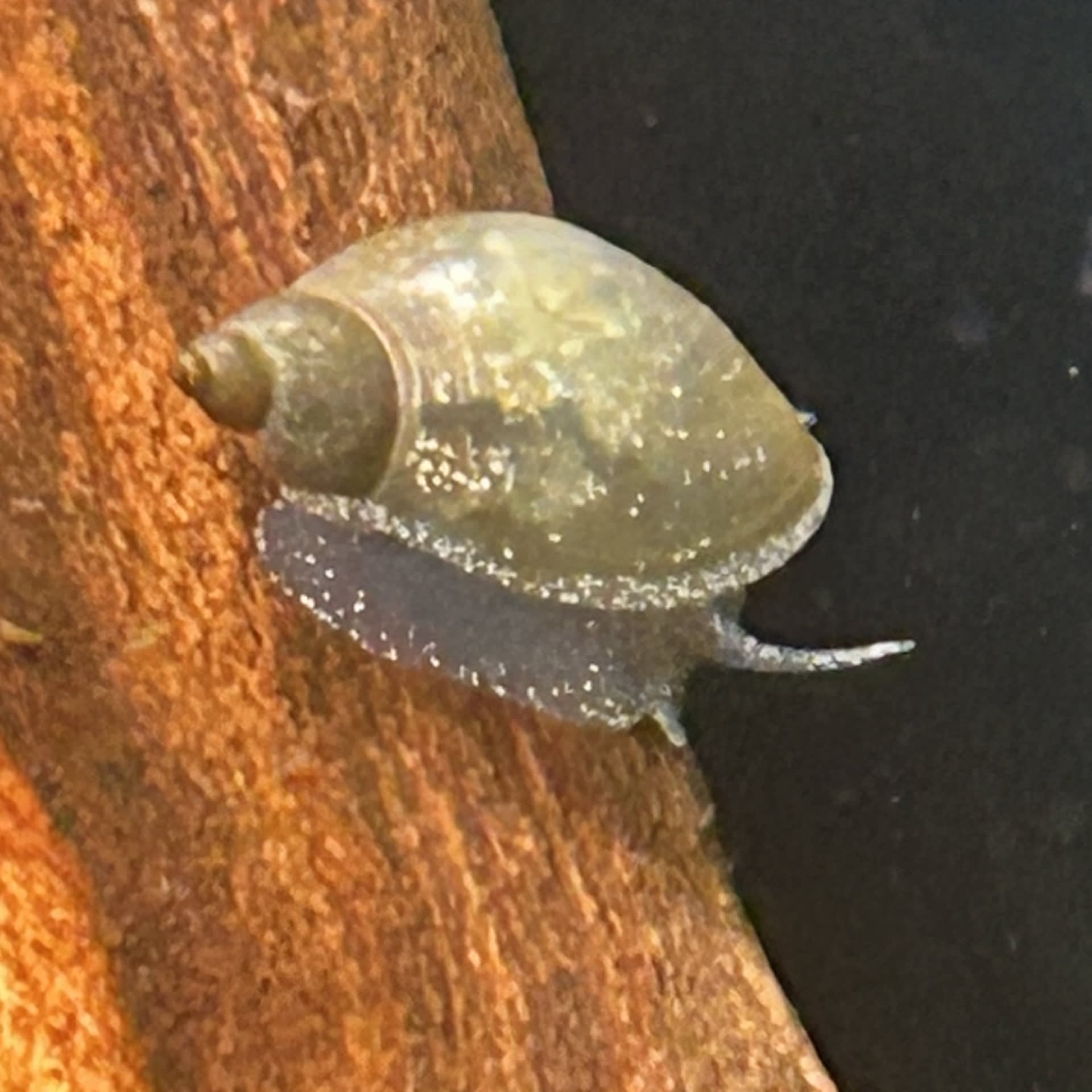 Bladder Snail