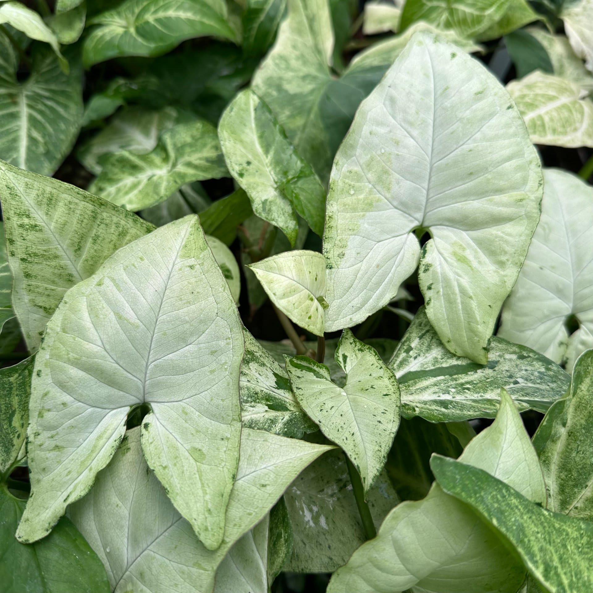 Arrowhead Plant