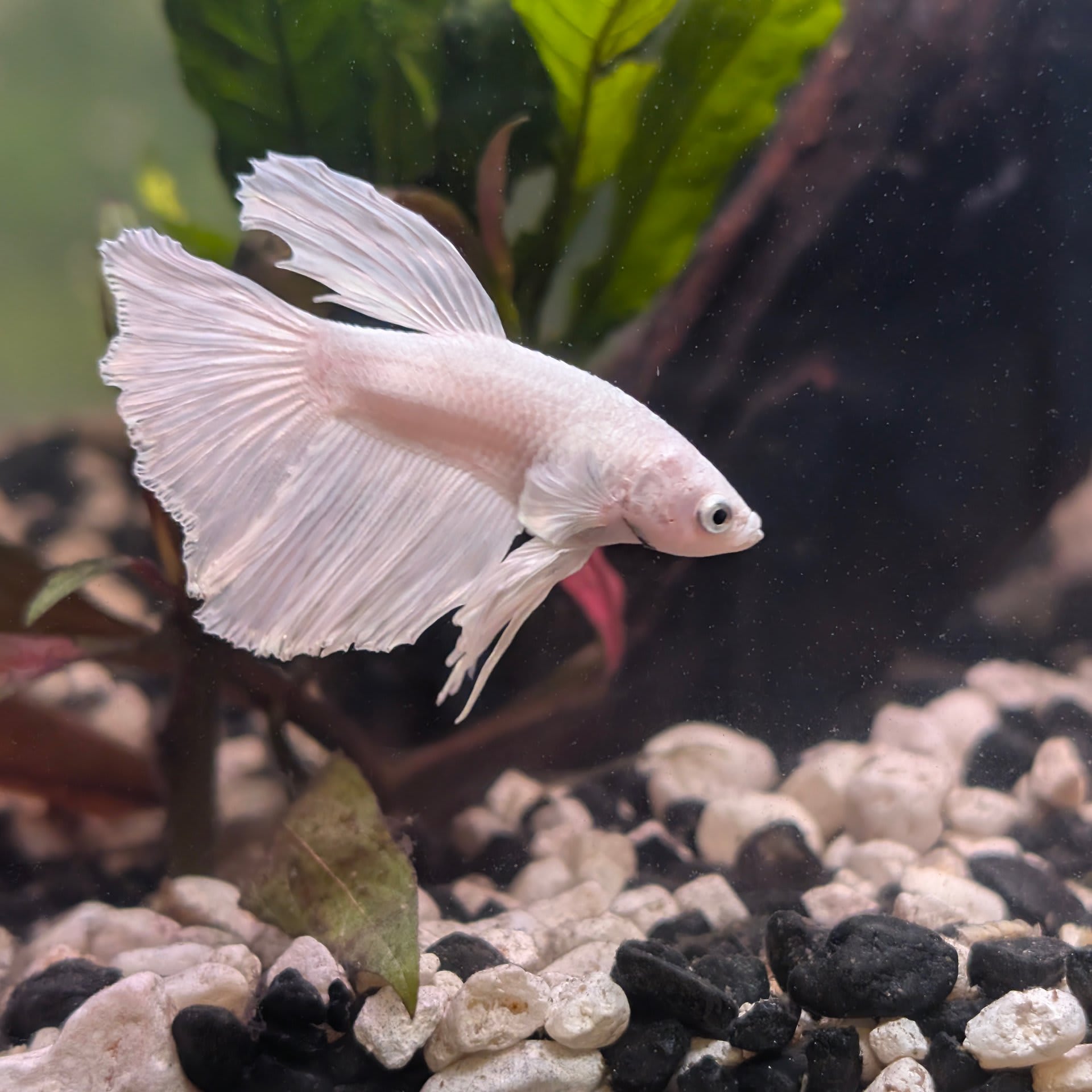 Veiltail Betta