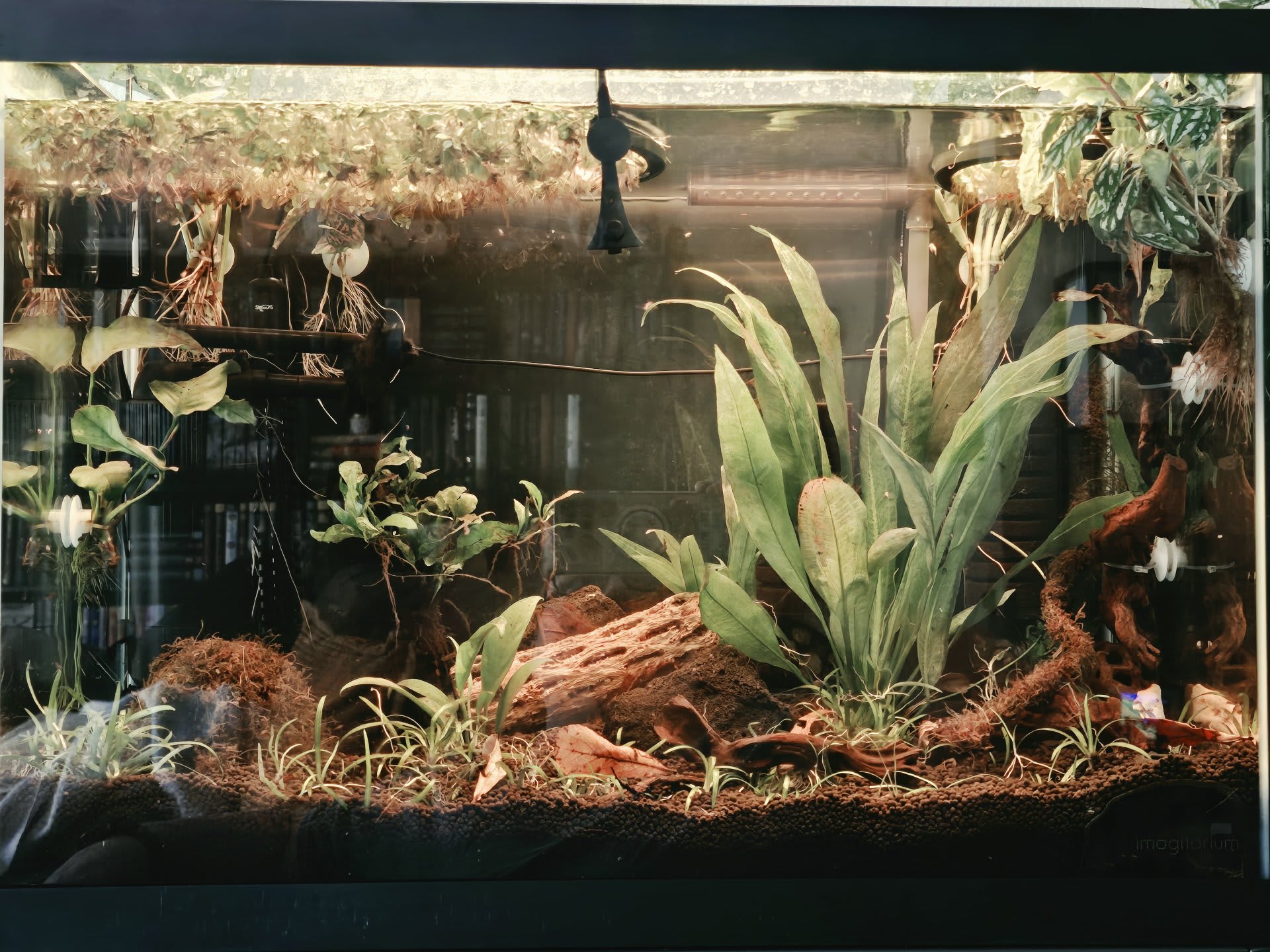 Two and a Half Gouramis