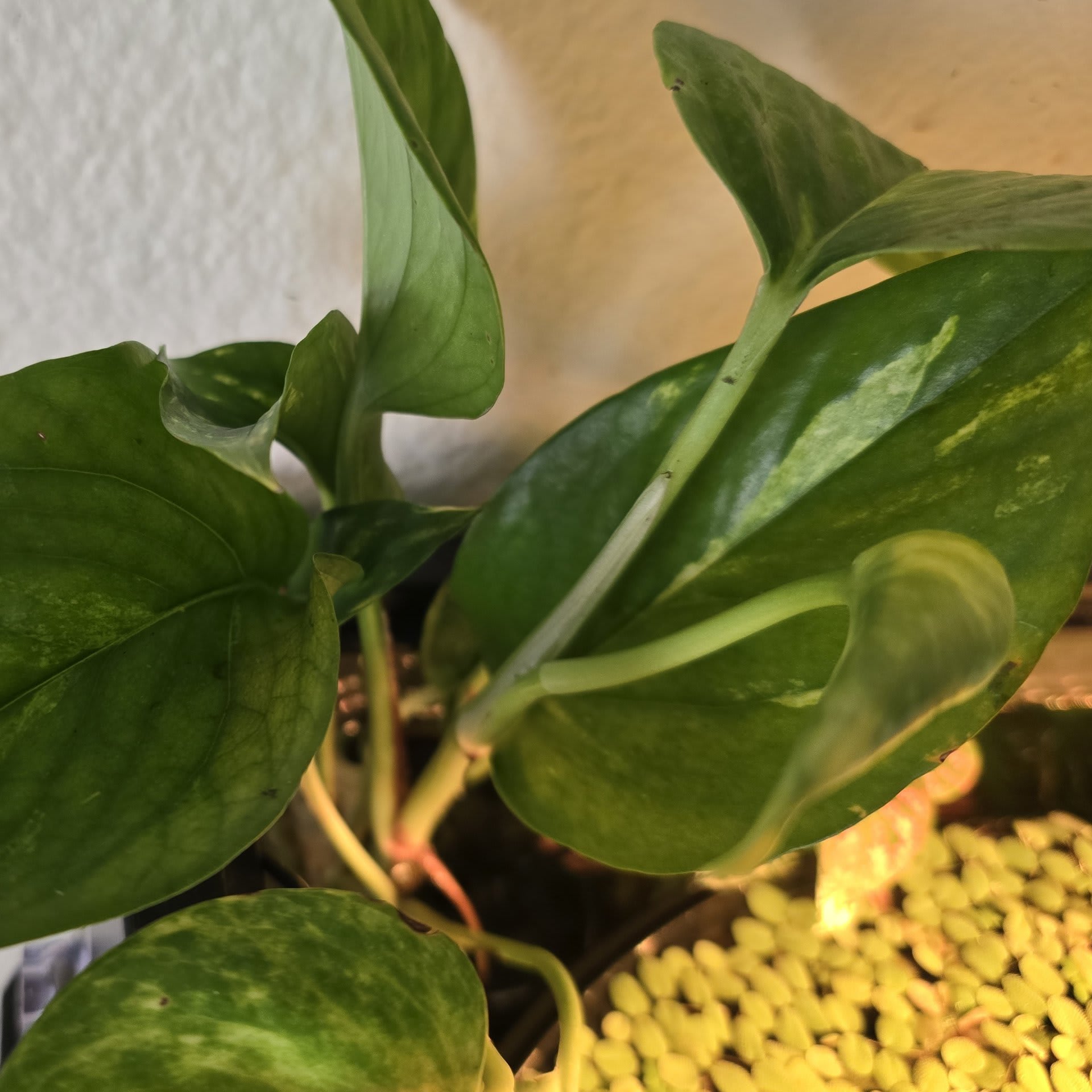 Golden Pothos