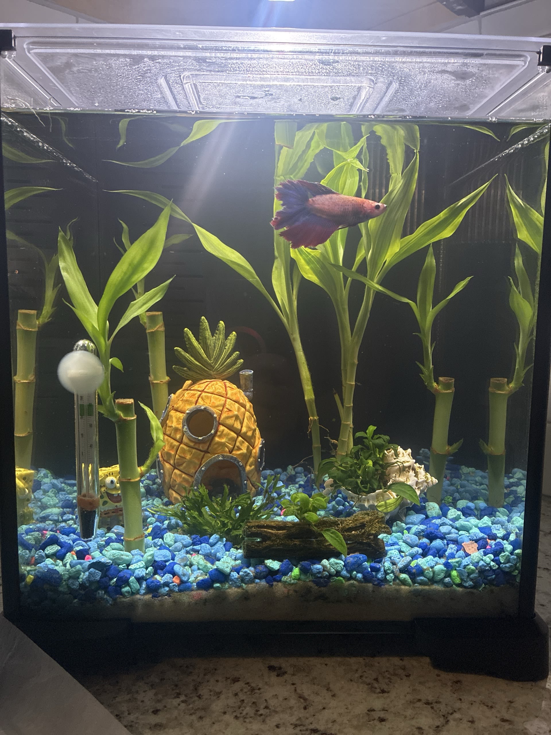 Kai’s Home