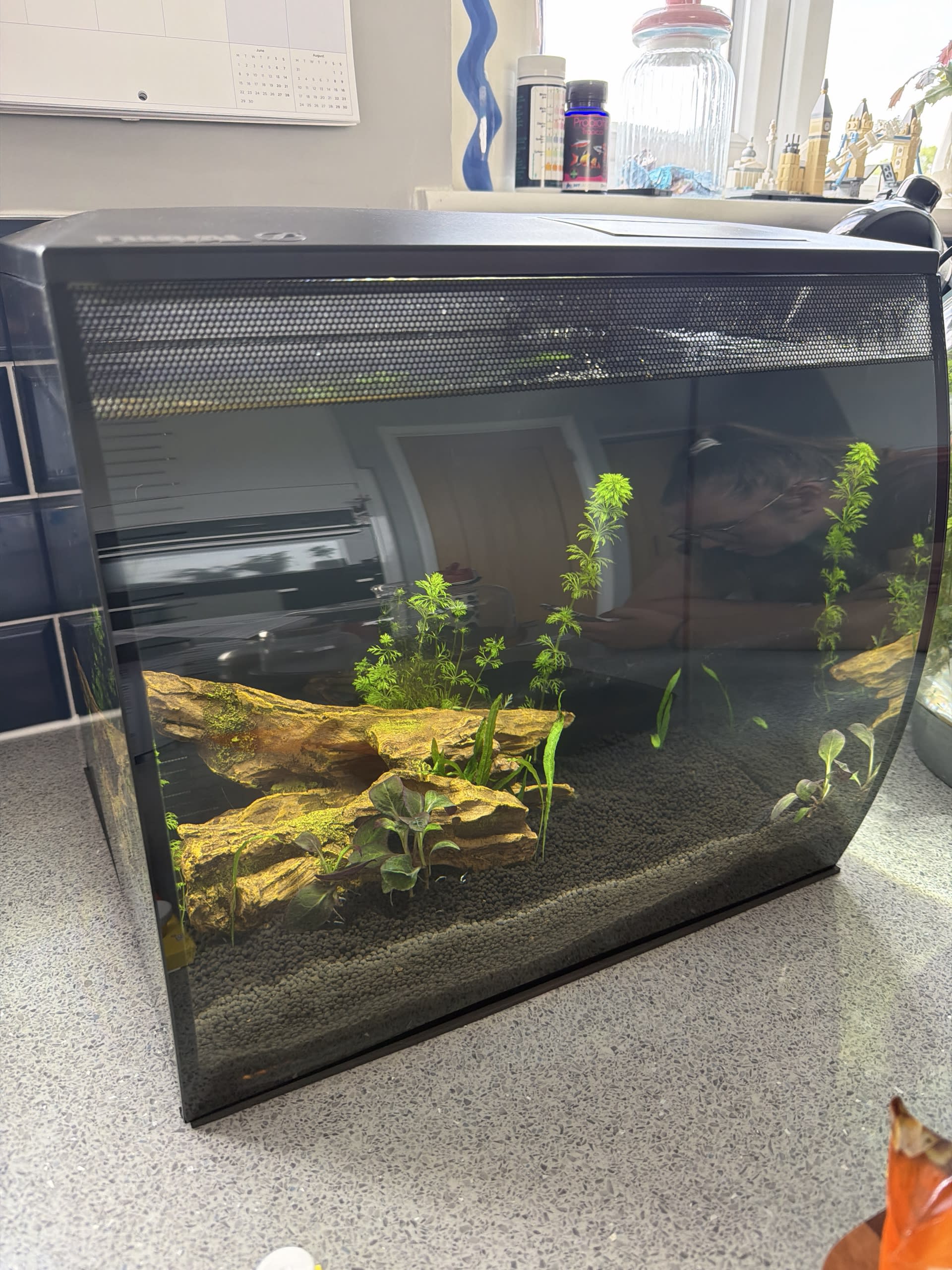 Betta tank
