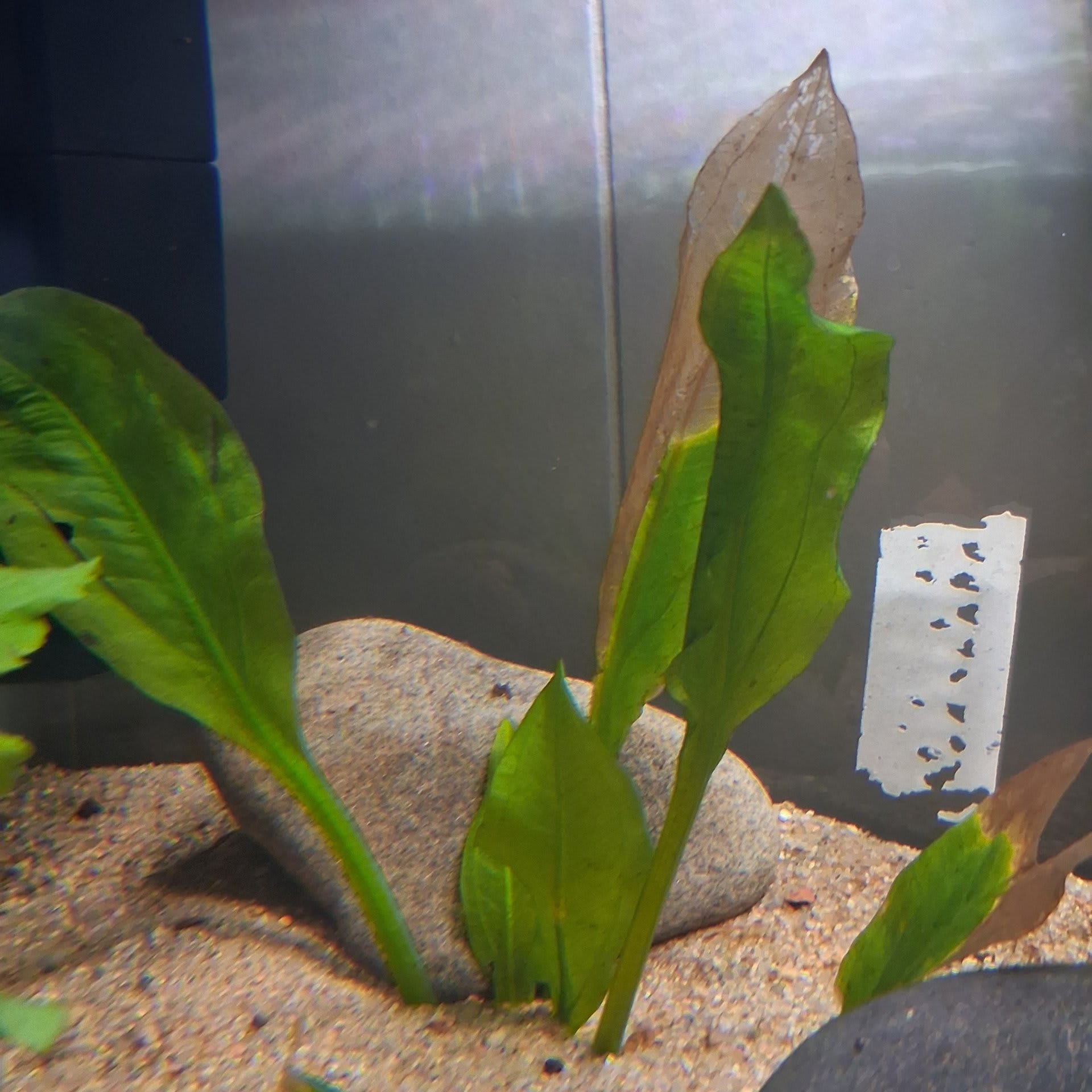 Amazon Sword