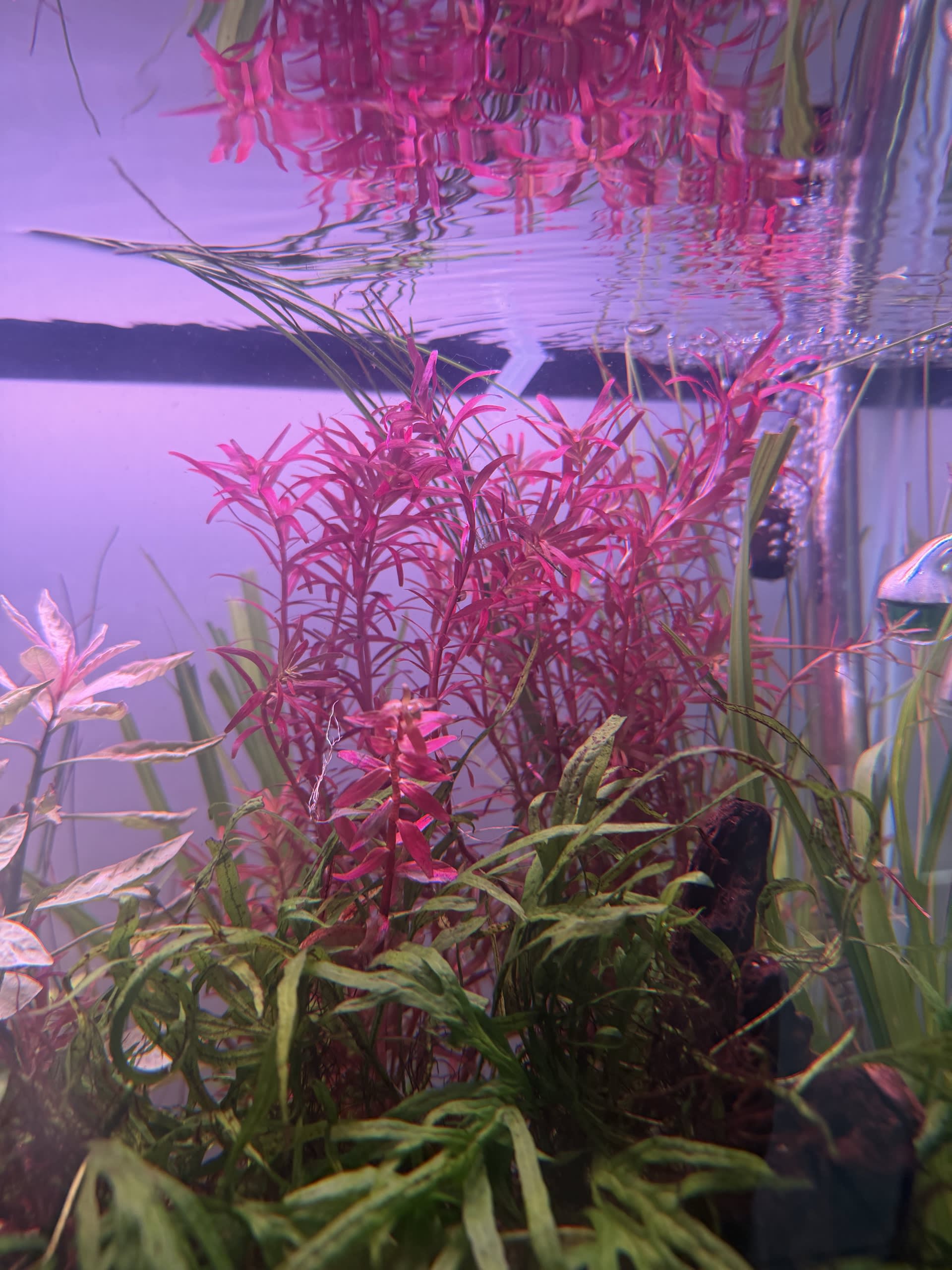 Plant updates
