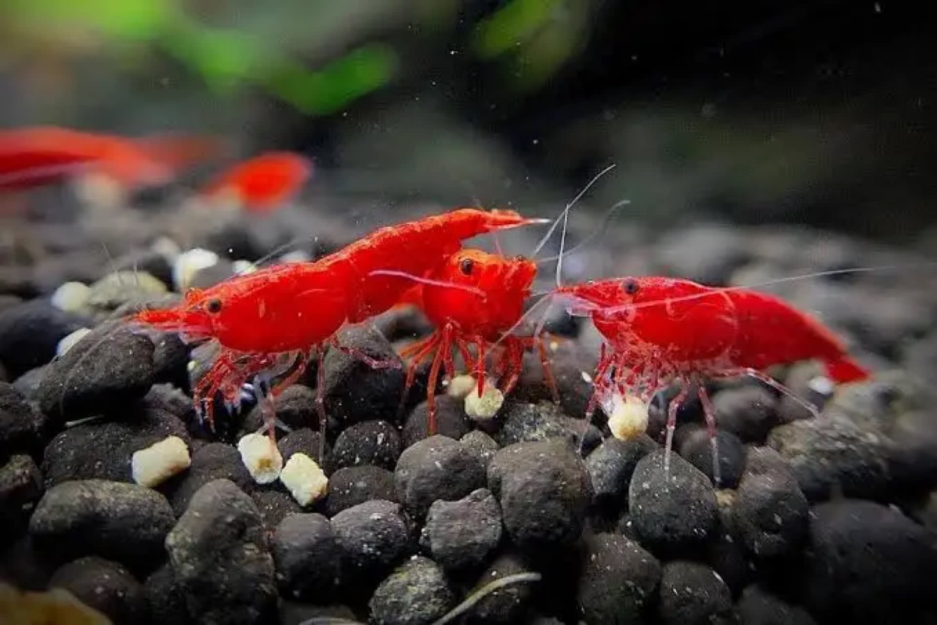 Sakura Red Shrimp