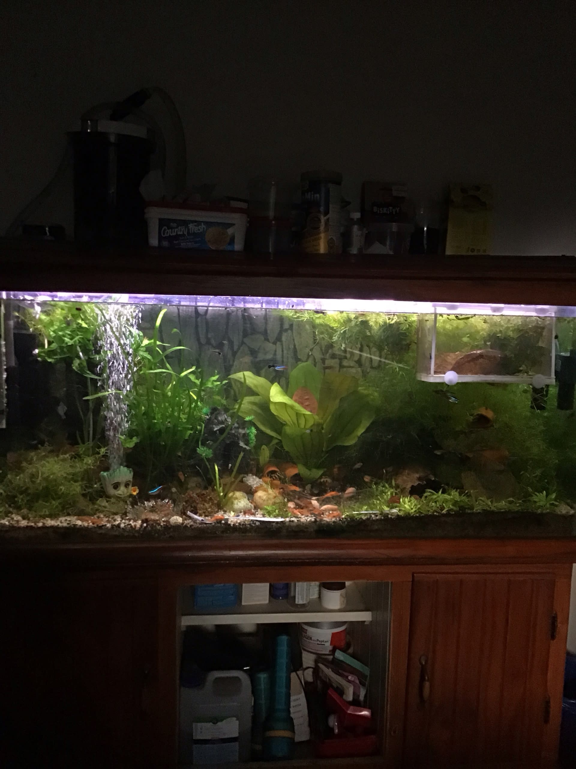 Community Tank In Bedroom