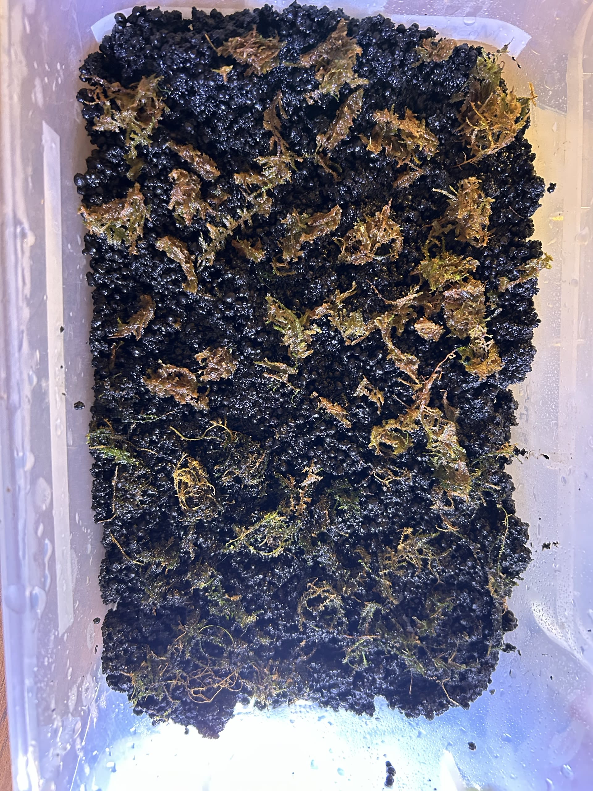 Moss