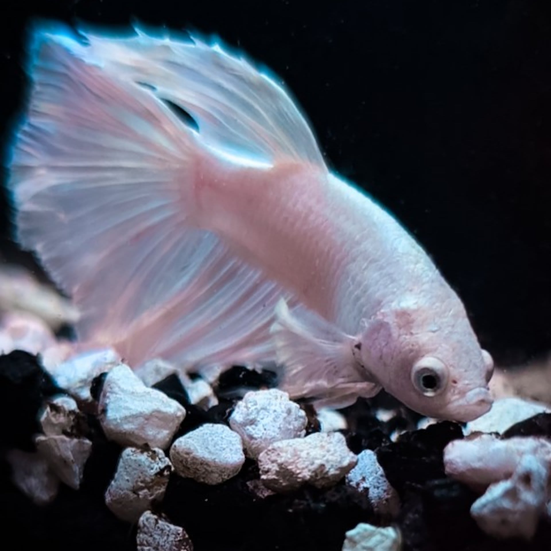 Veiltail Betta