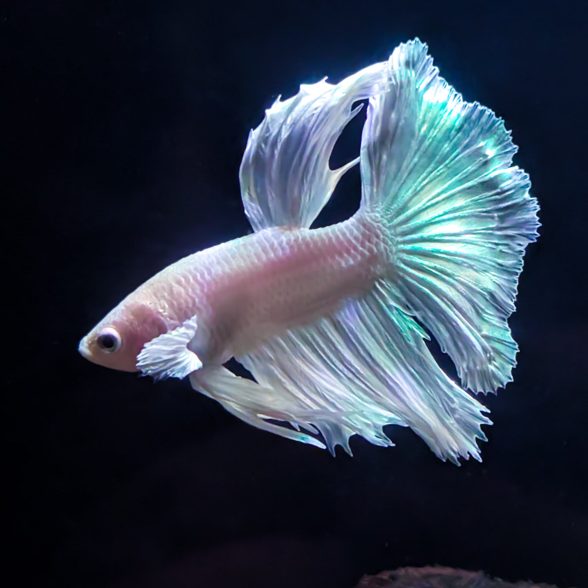 Veiltail Betta