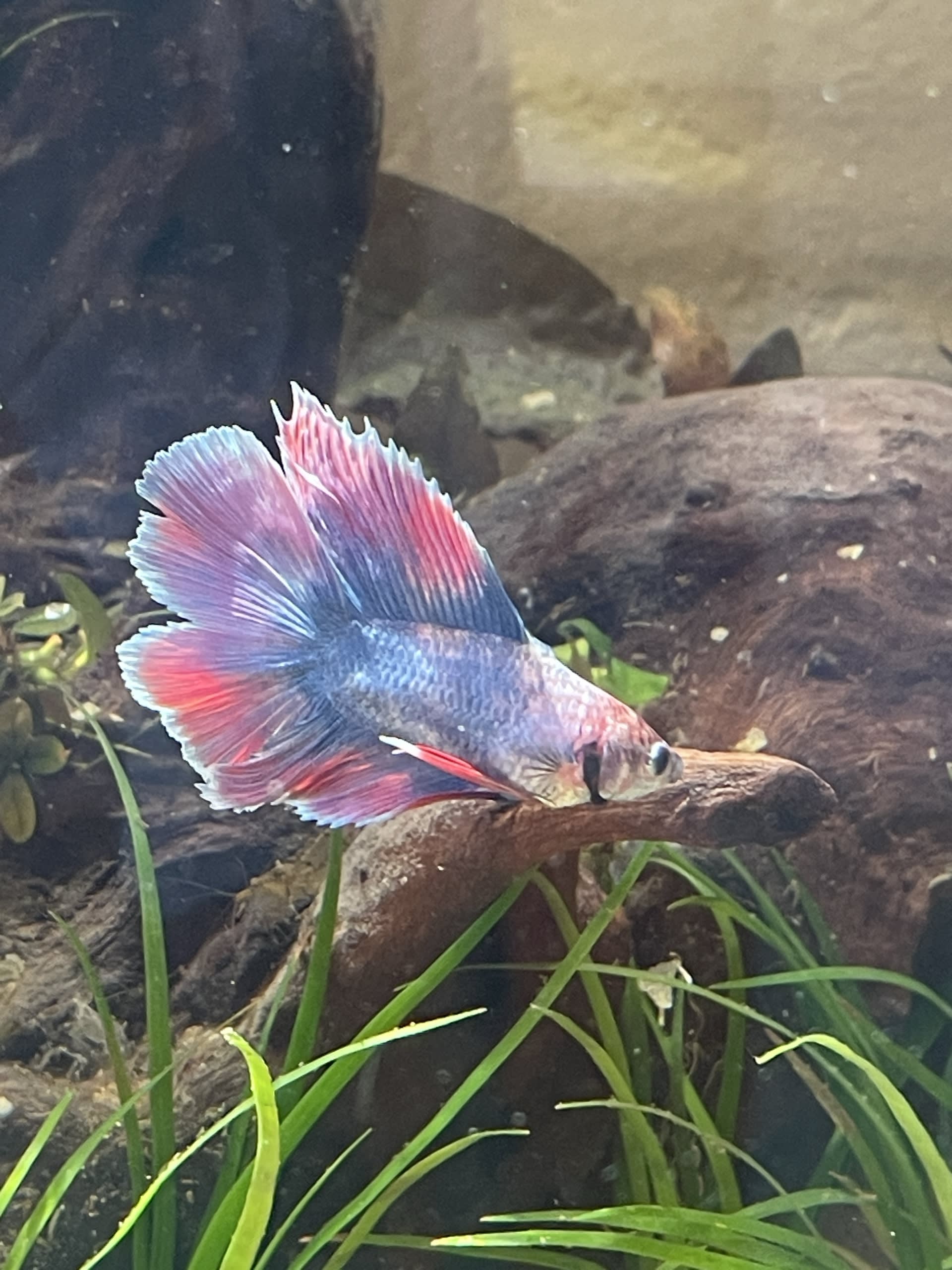 Bobby II arrives
