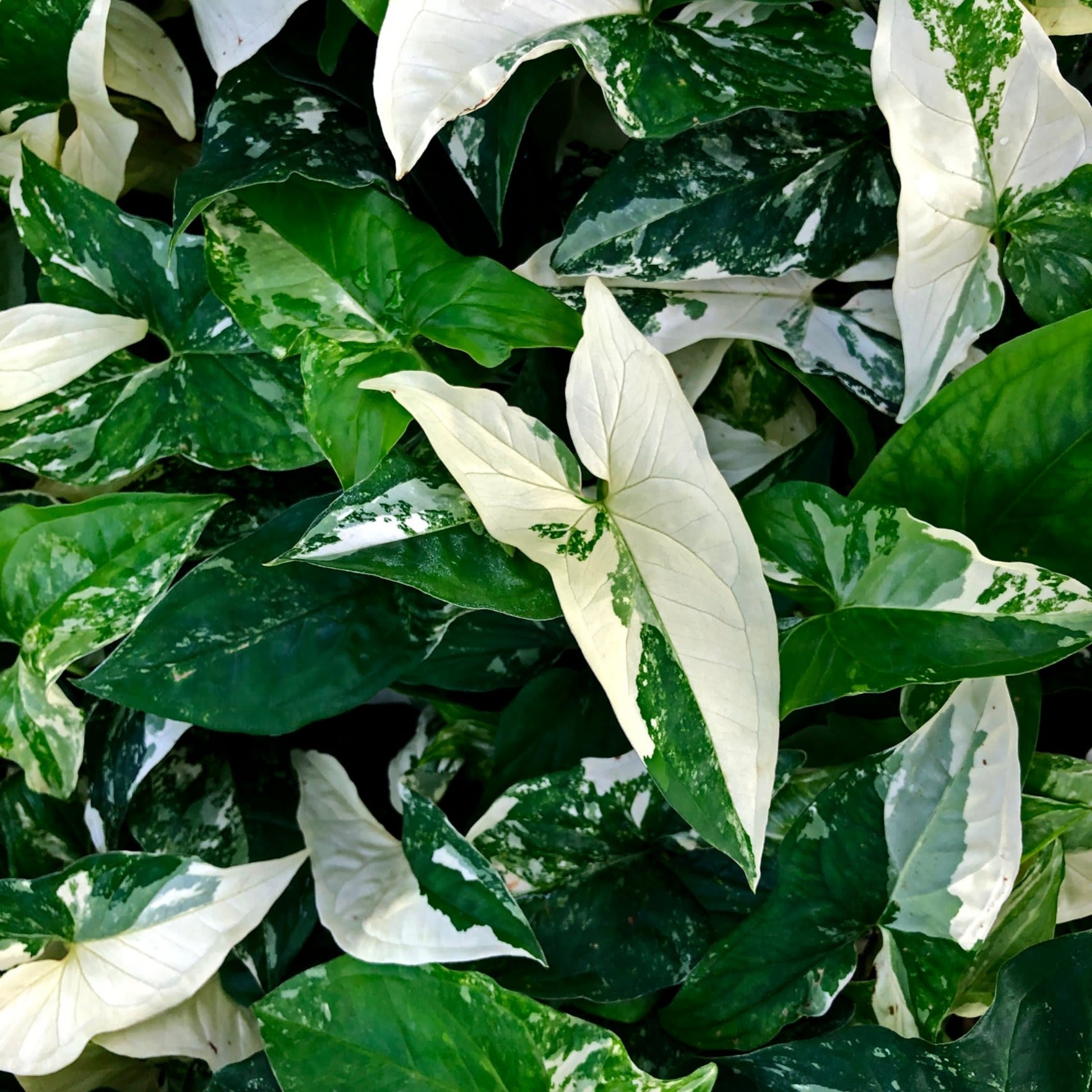Syngonium Albo