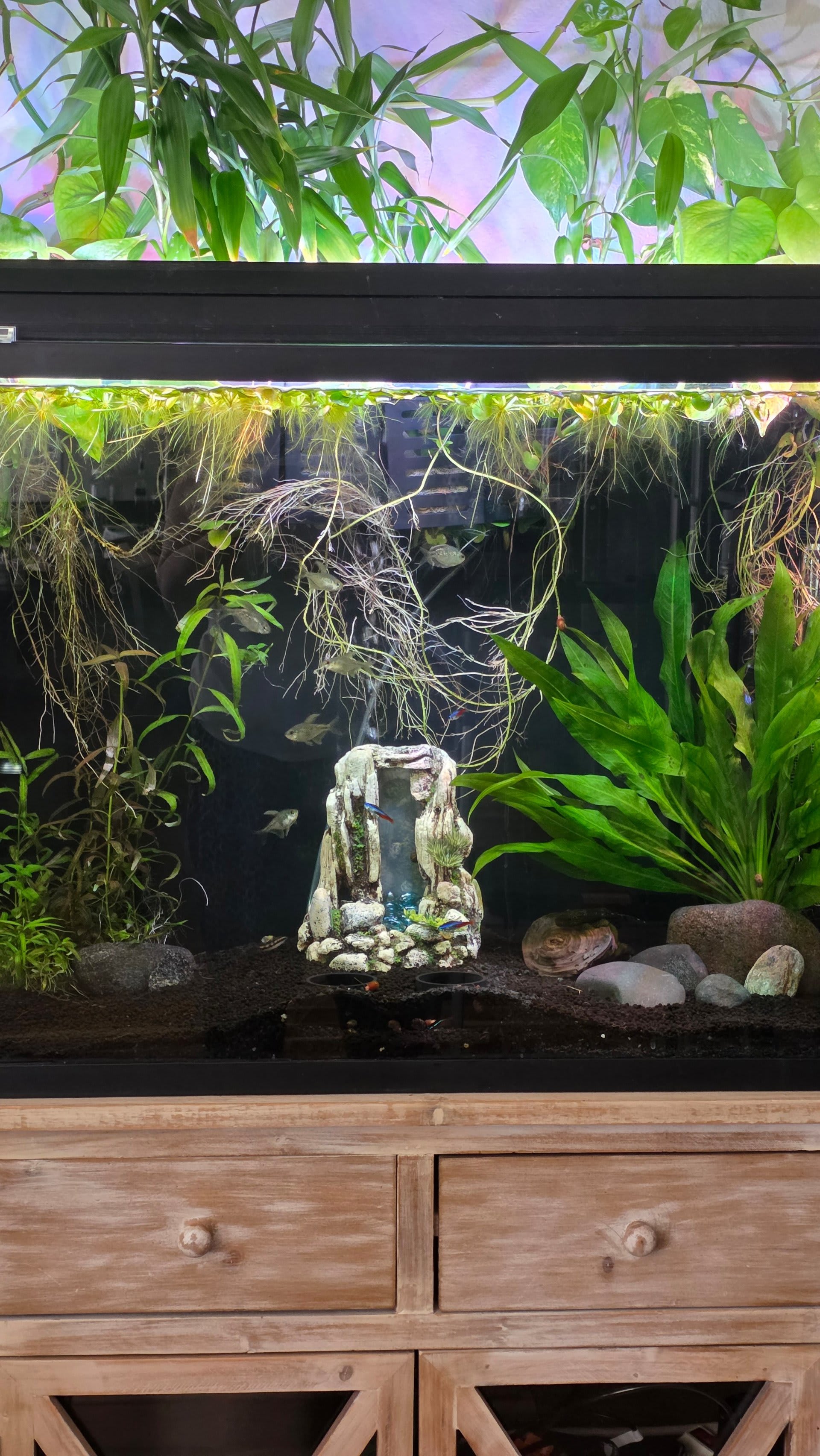 Jungle Oasis