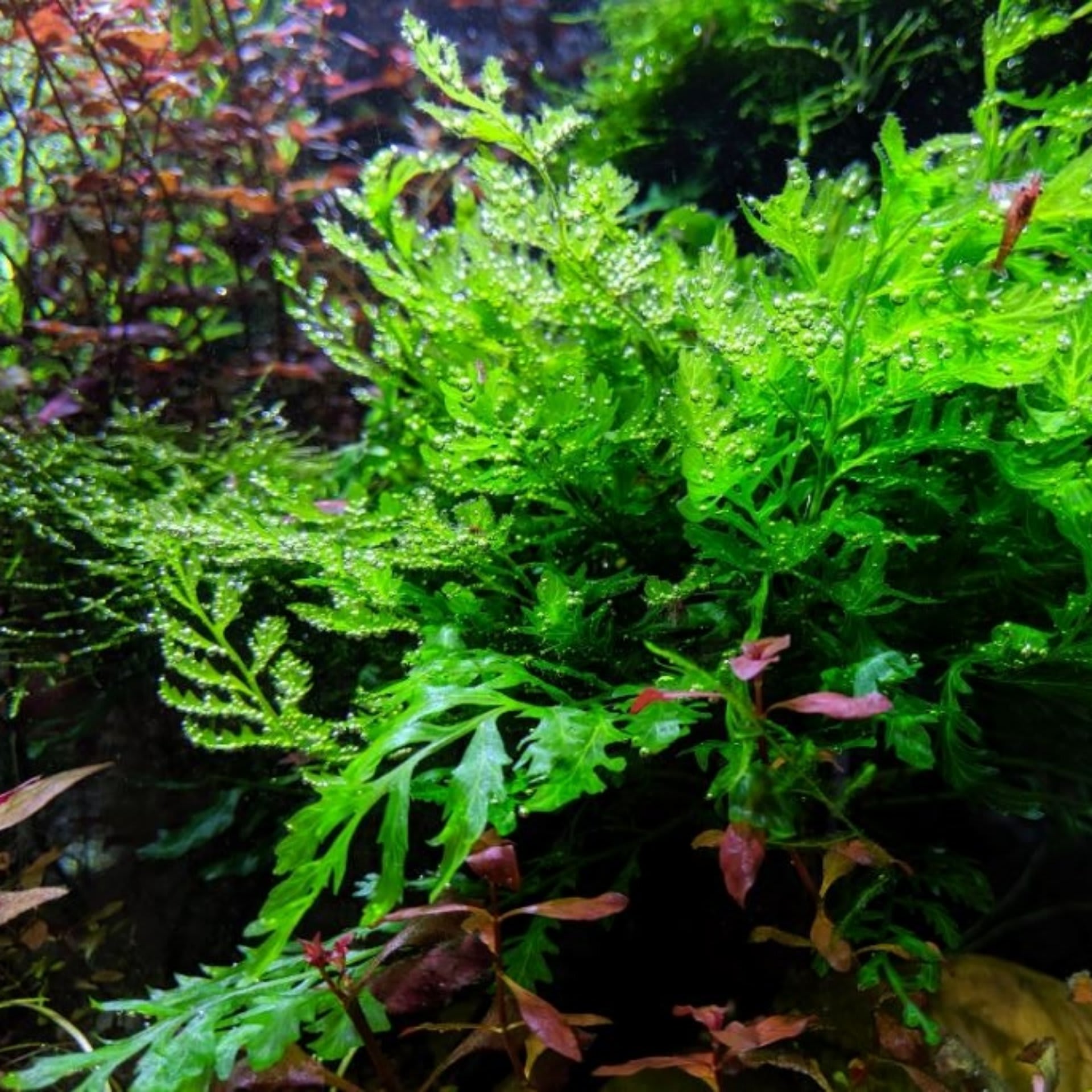 African Water Fern