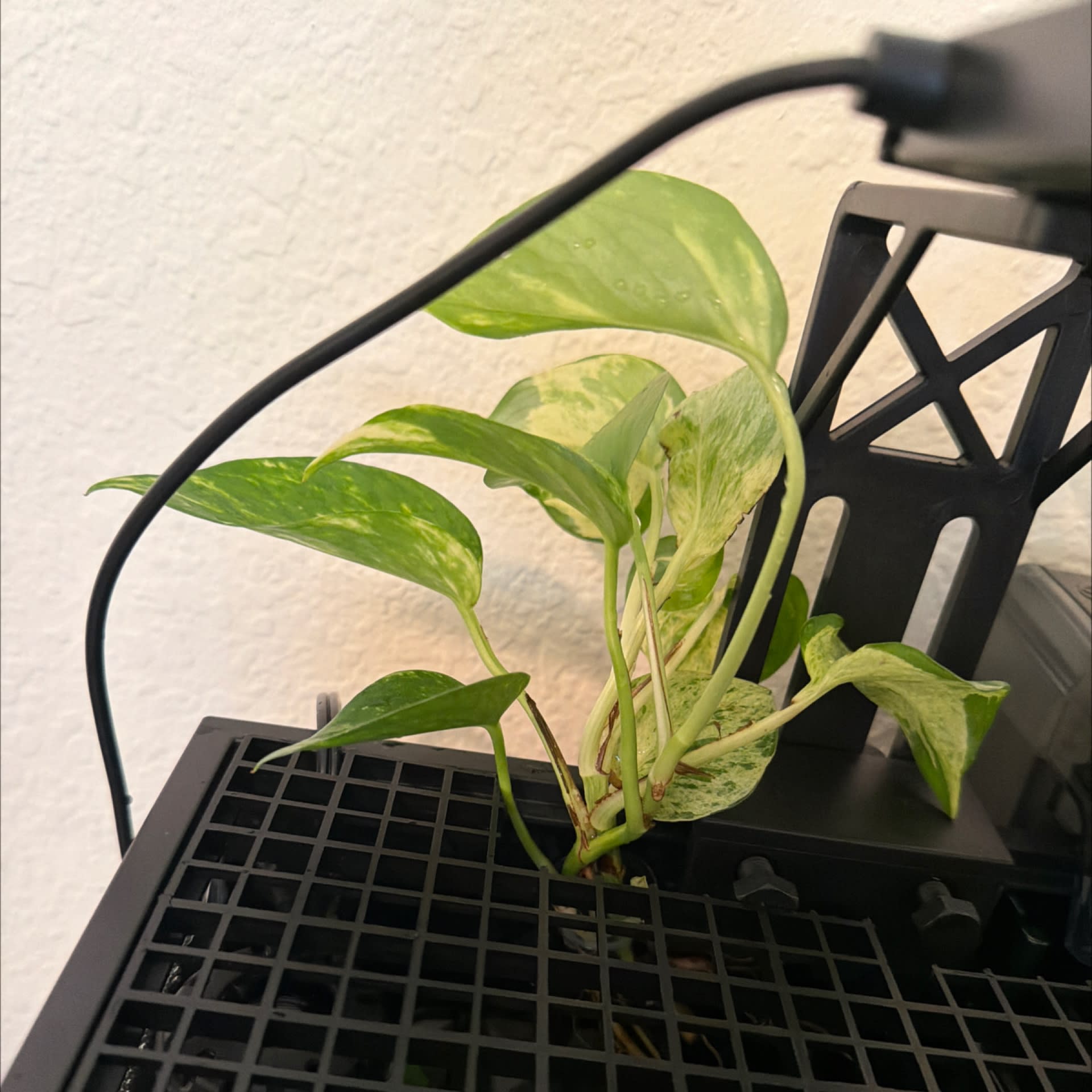 Marble Queen Pothos