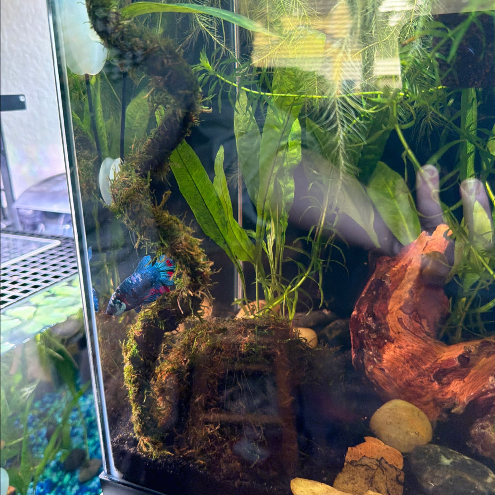 Java Moss