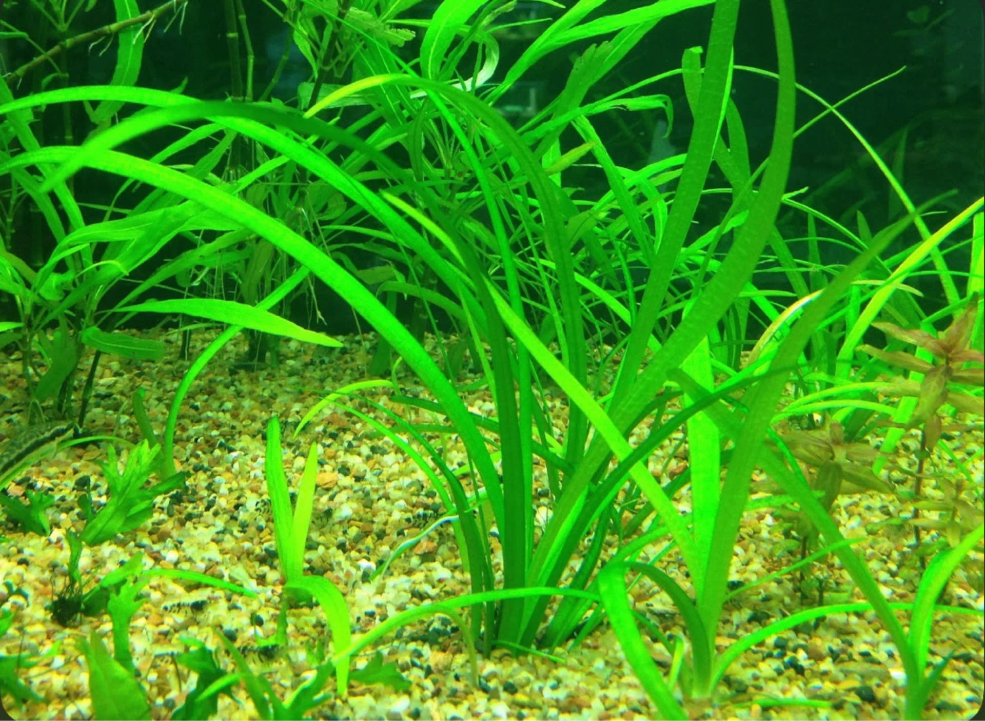 Sagittaria Subulata