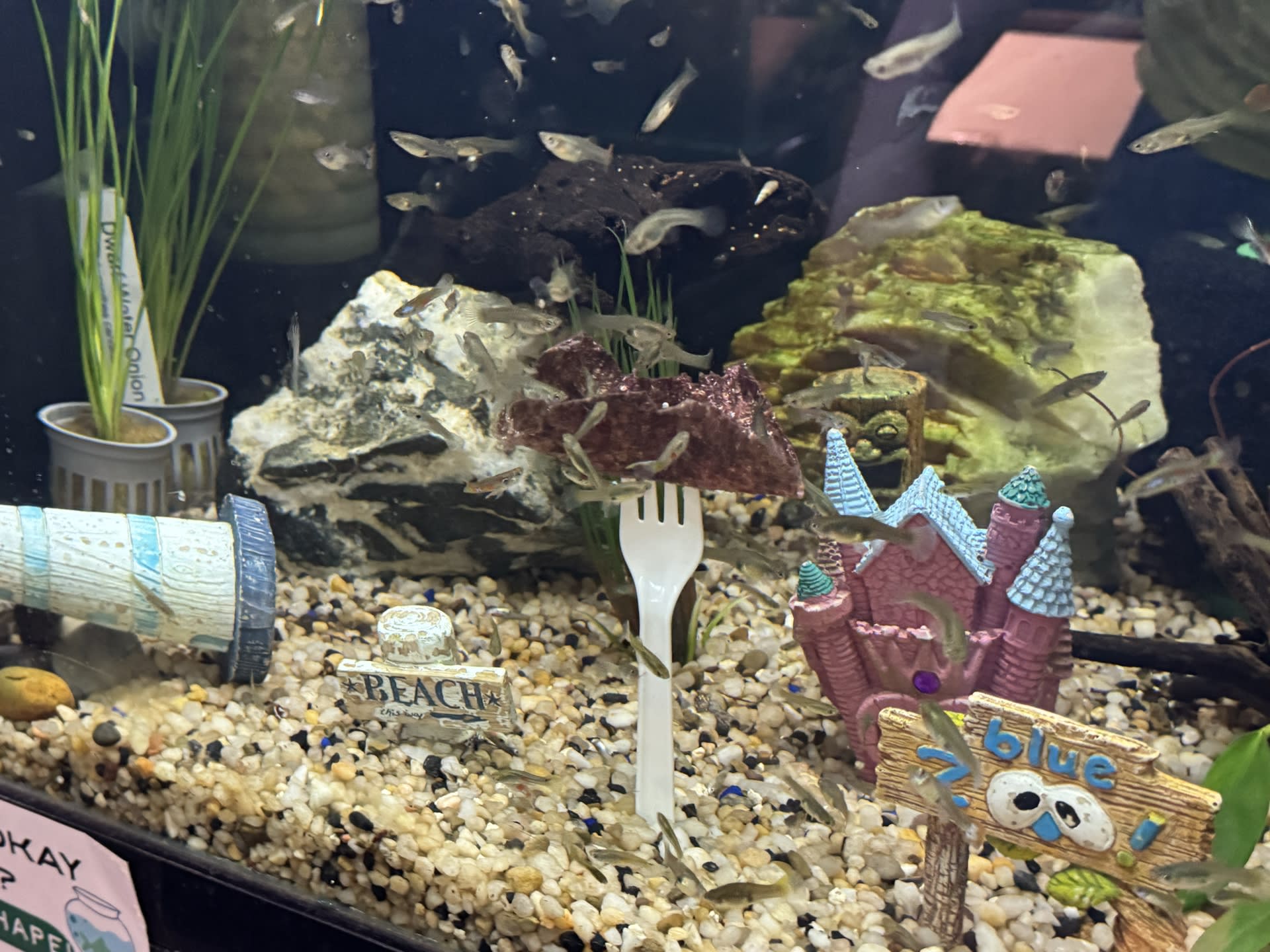 Aquascaping Display