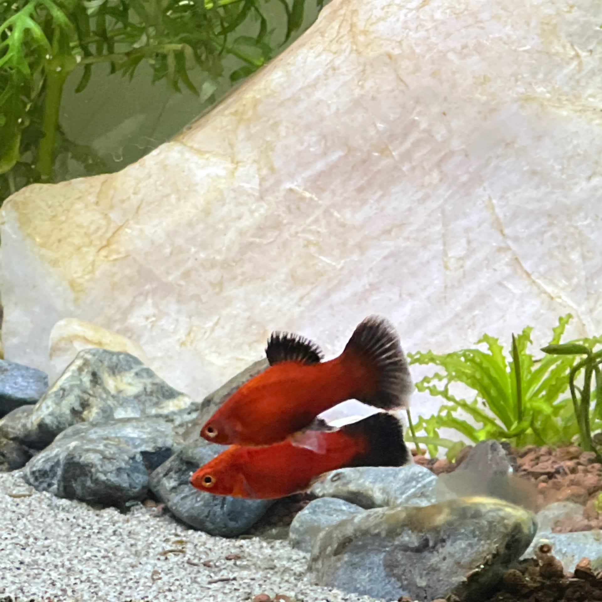 Platy