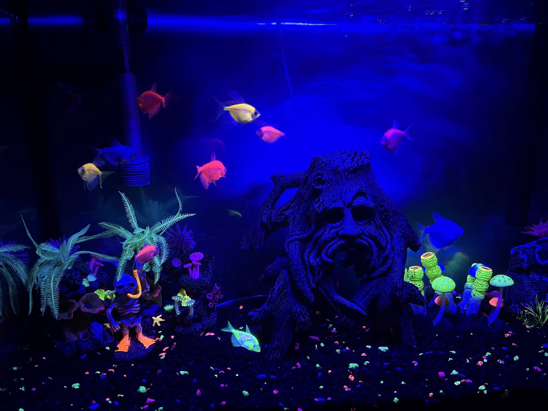 Glowfish