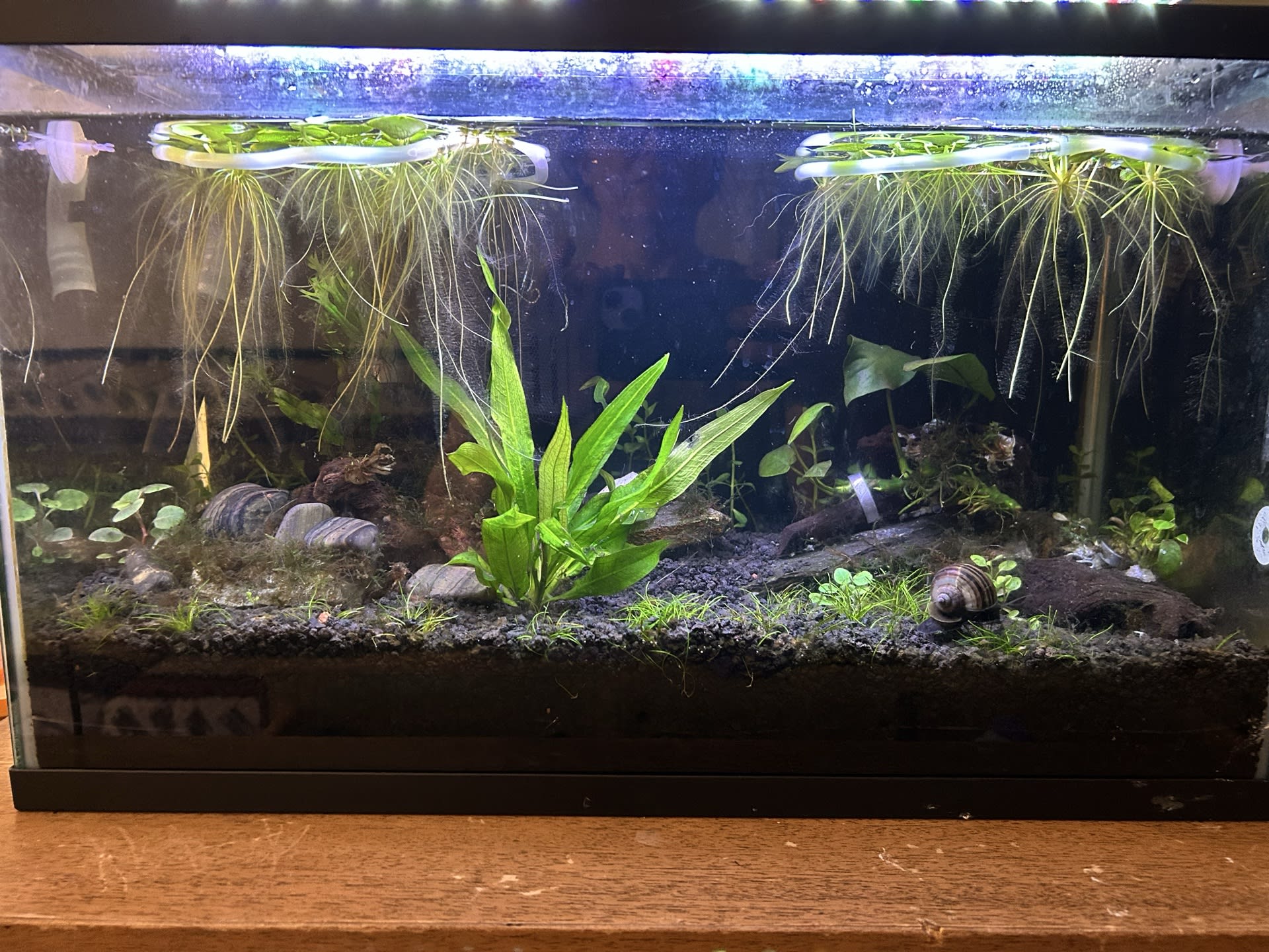 Ten Gallon