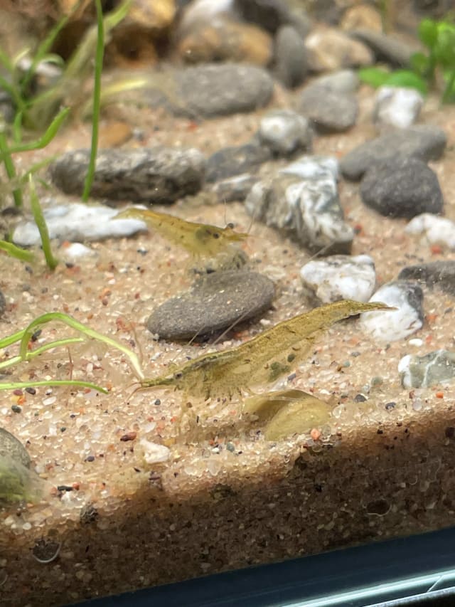Yellow Neocaridina