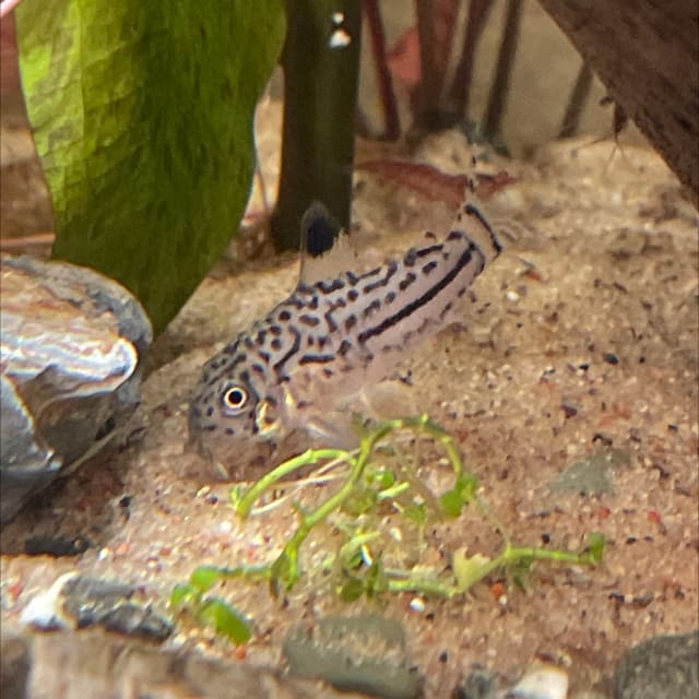 Julii Corydoras