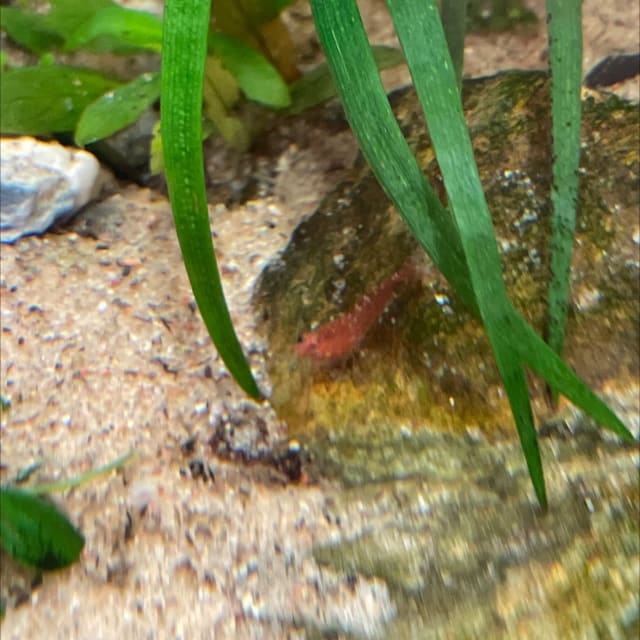 Red Cherry Shrimp