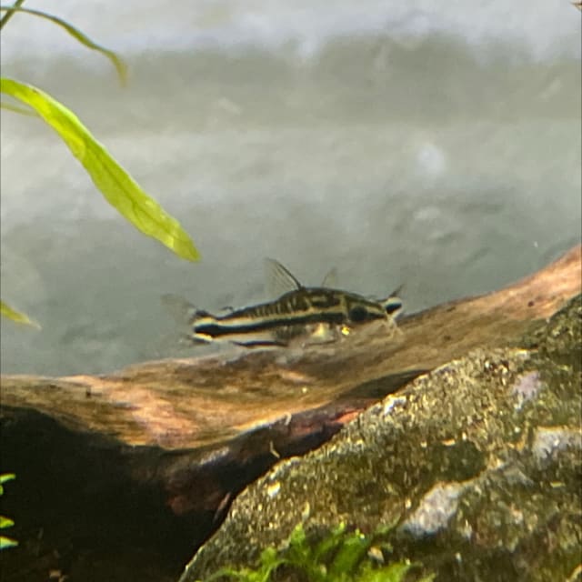 Pygmy Corydoras