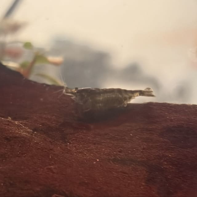 Chocolate Neocaridina Shrimp
