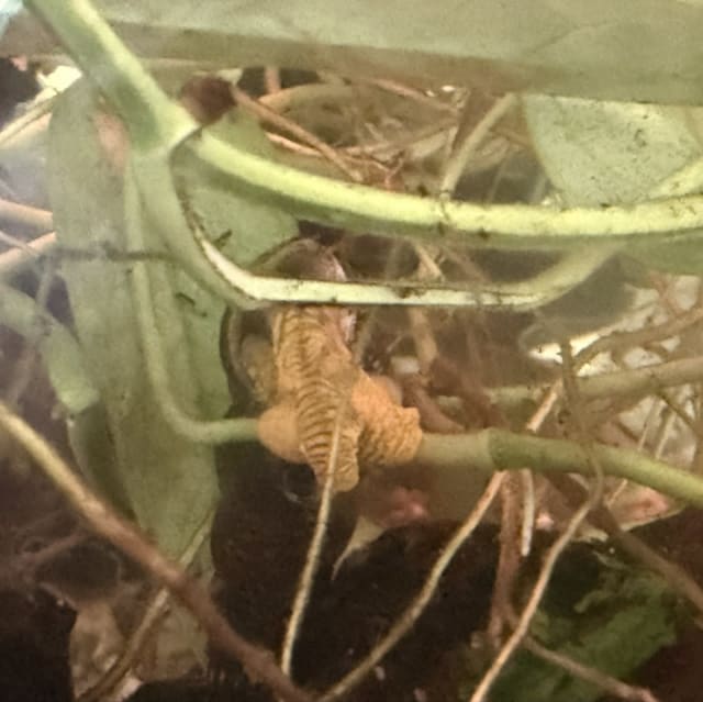 Yellow Rabbit Snail