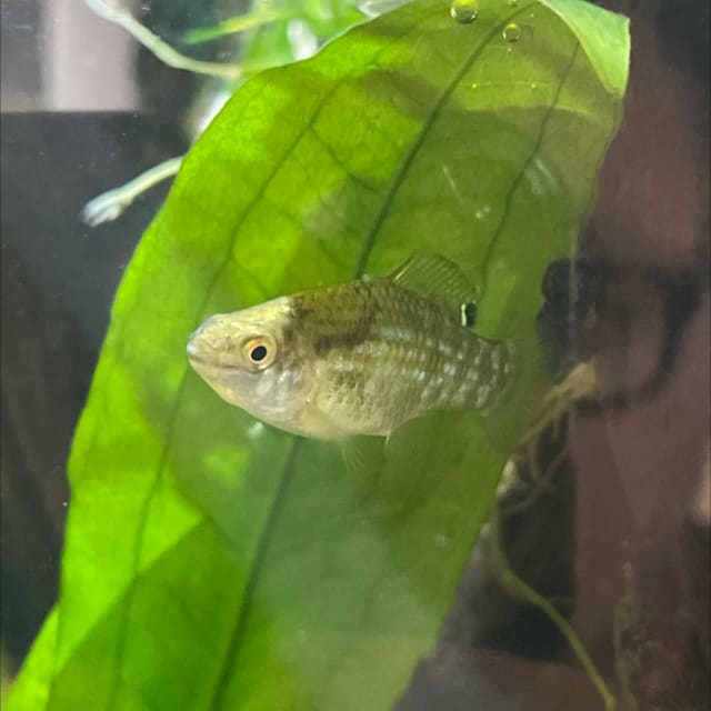 Florida Flagfish