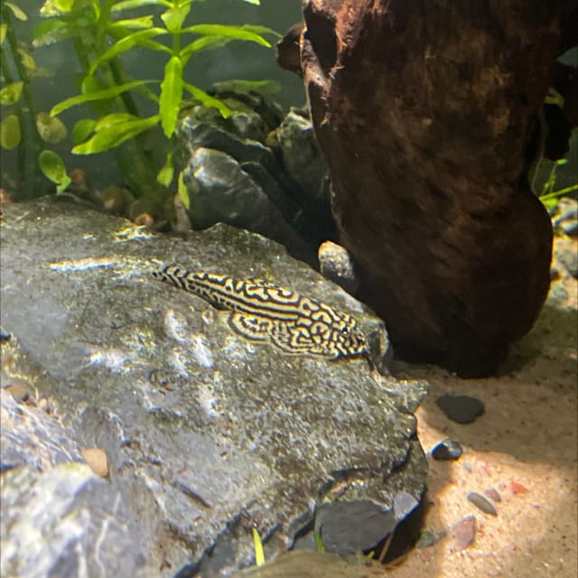 Hillstream Loach