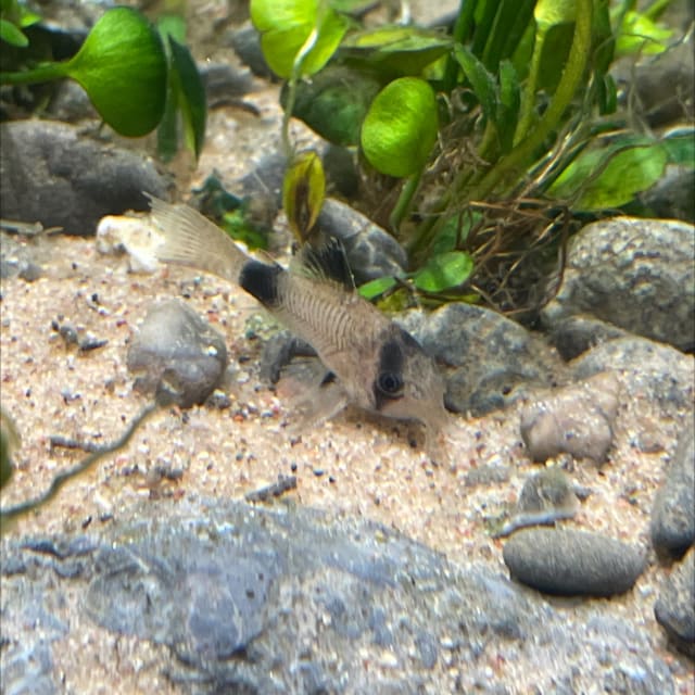 Panda Corydoras